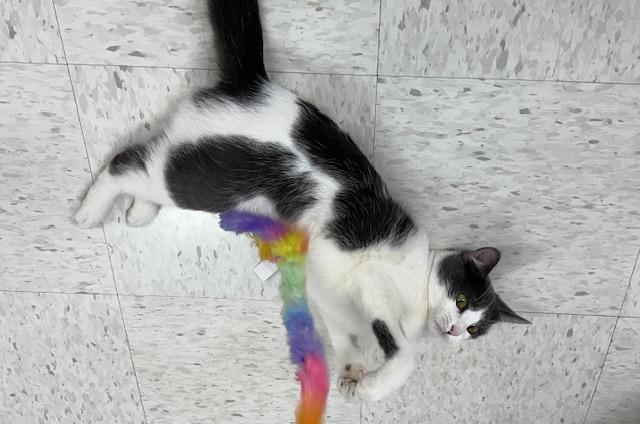 Enlarge Sunny, an adopted mixed breed in Grosse Ile, MI image 4/4