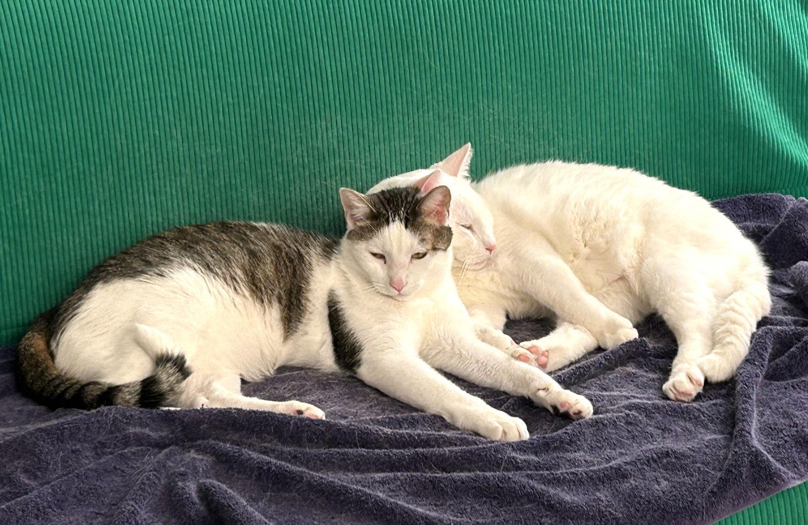 Enlarge Graham (bonded with Marshmallow), a Adoptable mixed breed in Oakland, CA image 2/3