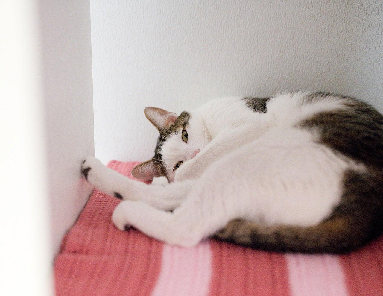 Enlarge Graham (bonded with Marshmallow), a Adoptable mixed breed in Oakland, CA image 3/3