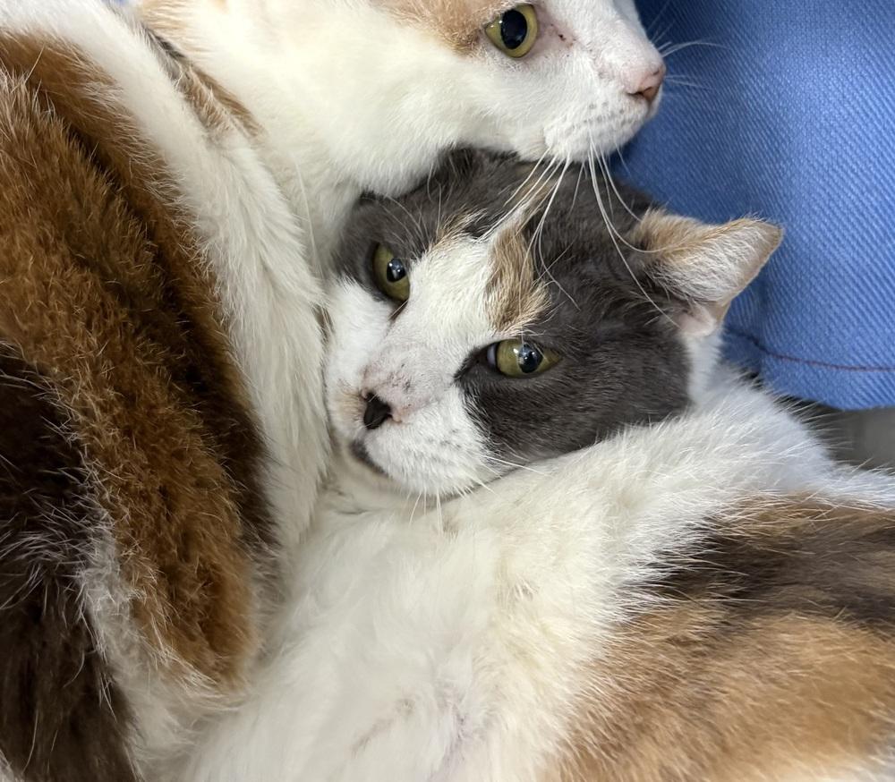 Wobble, Adoptable, Adult Female Domestic Short Hair.