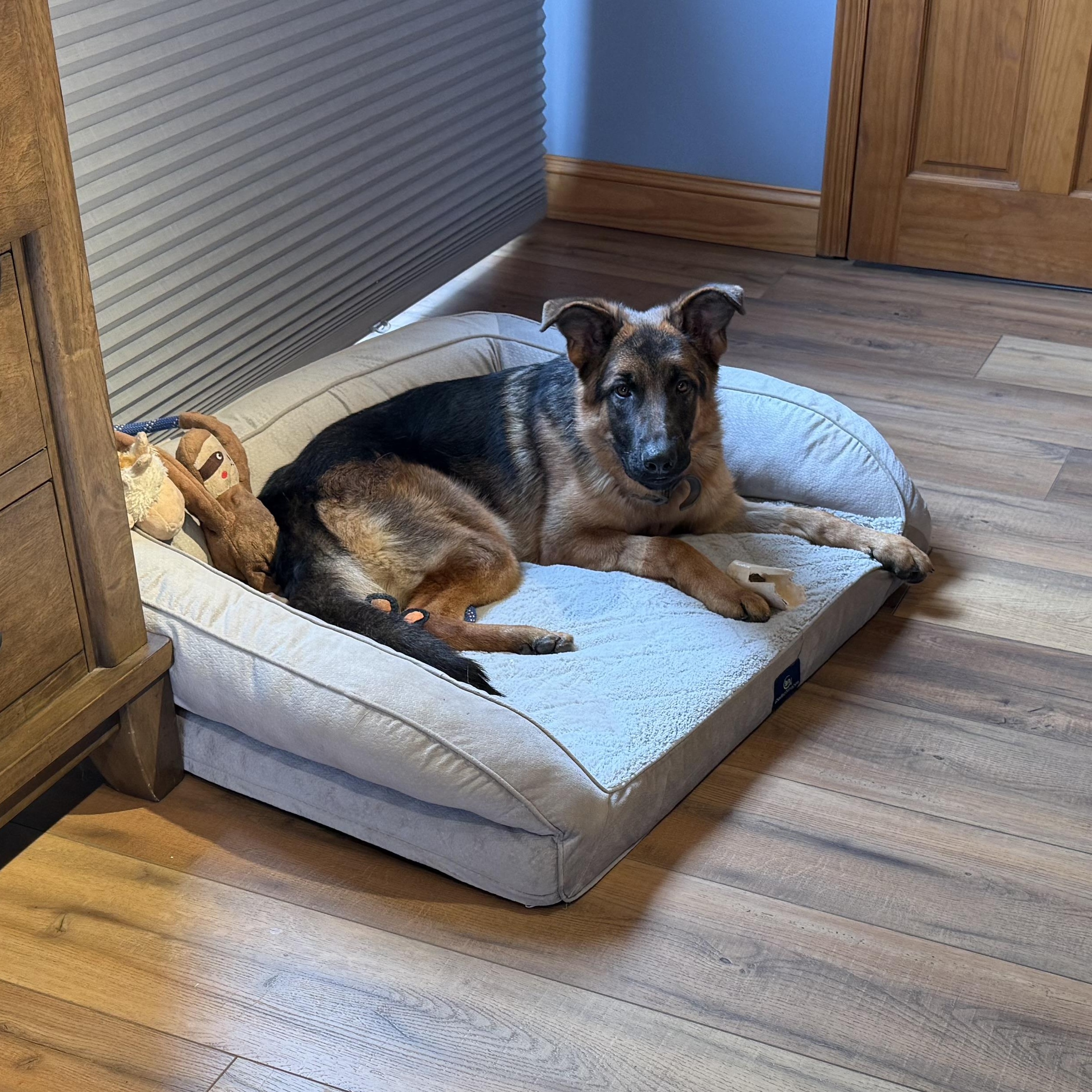 Mosey, adopted, Young Female German Shepherd Dog.