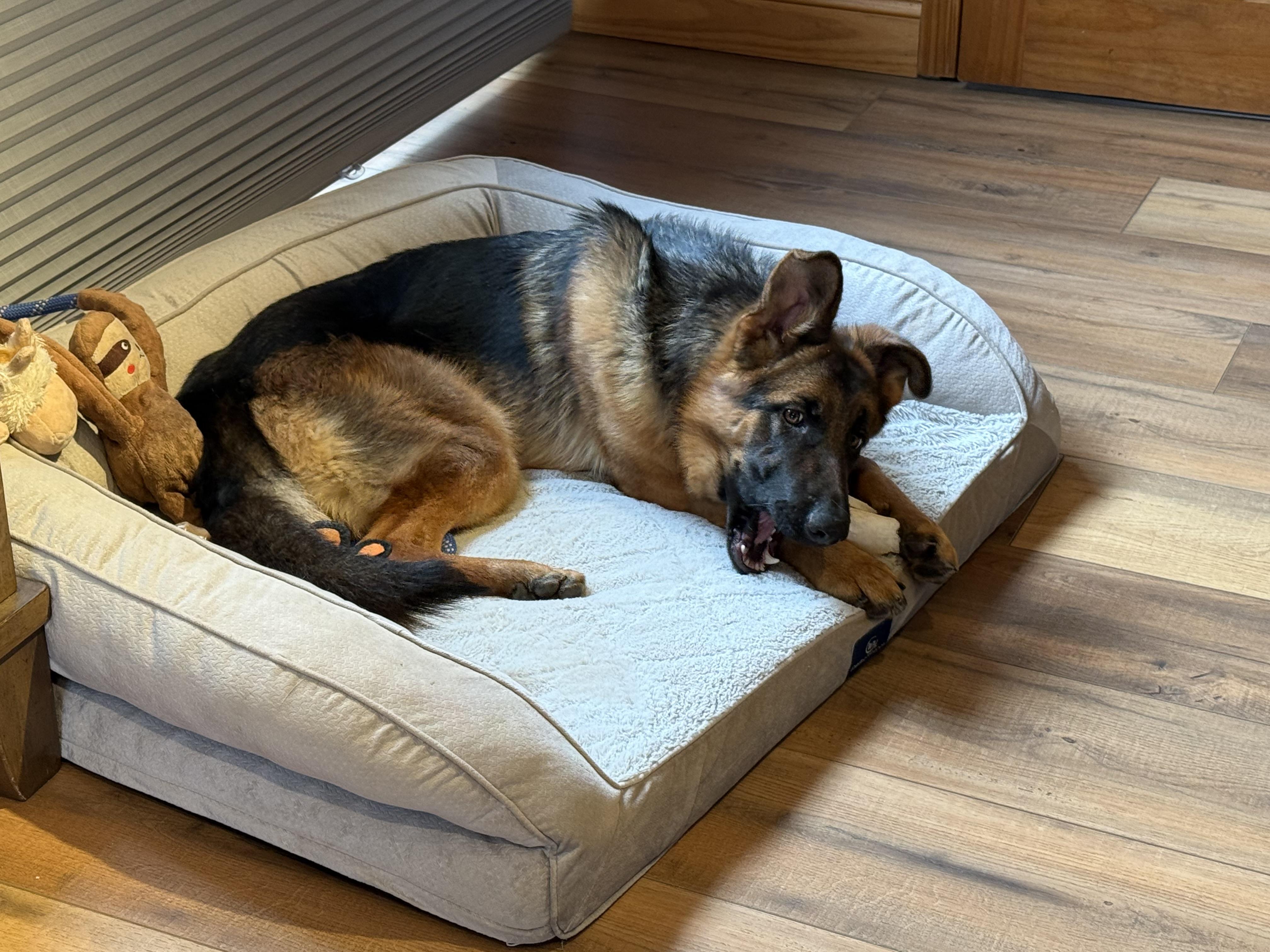 Enlarge Mosey, an adopted German Shepherd Dog in New Rochelle, NY image 2/3