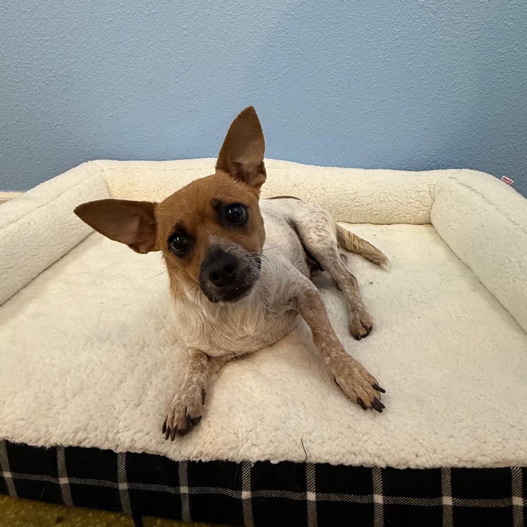 Peyton, Adoptable, Adult Female Chihuahua & Mixed Breed.