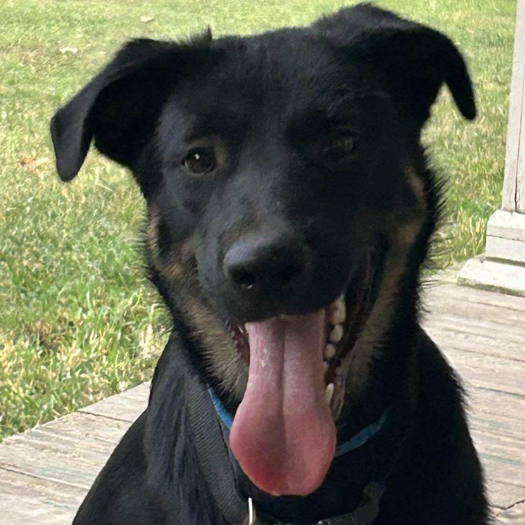 Ranger (Formerly Rabbit), Adoptable, Young Male German Shepherd Dog & Mixed Breed.