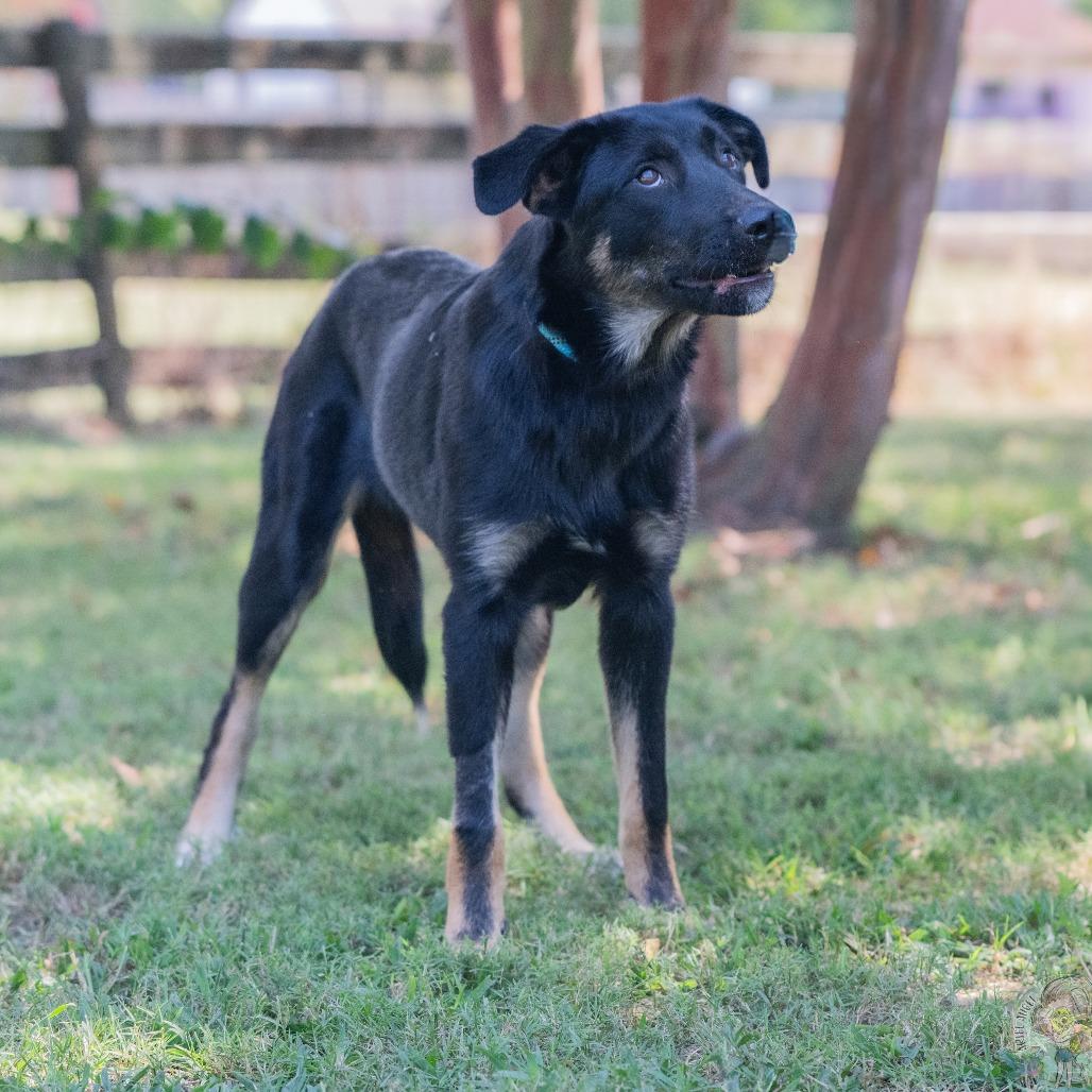 Ranger (Formerly Rabbit), Adoptable, Young Male German Shepherd Dog & Mixed Breed.