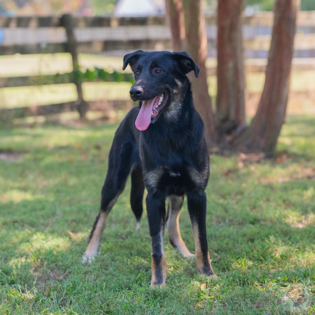 Enlarge Ranger (Formerly Rabbit), a Adoptable mixed breed in Bartlett, TN image 3/5
