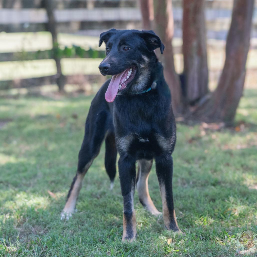Enlarge Ranger (Formerly Rabbit), a Adoptable mixed breed in Bartlett, TN image 4/5
