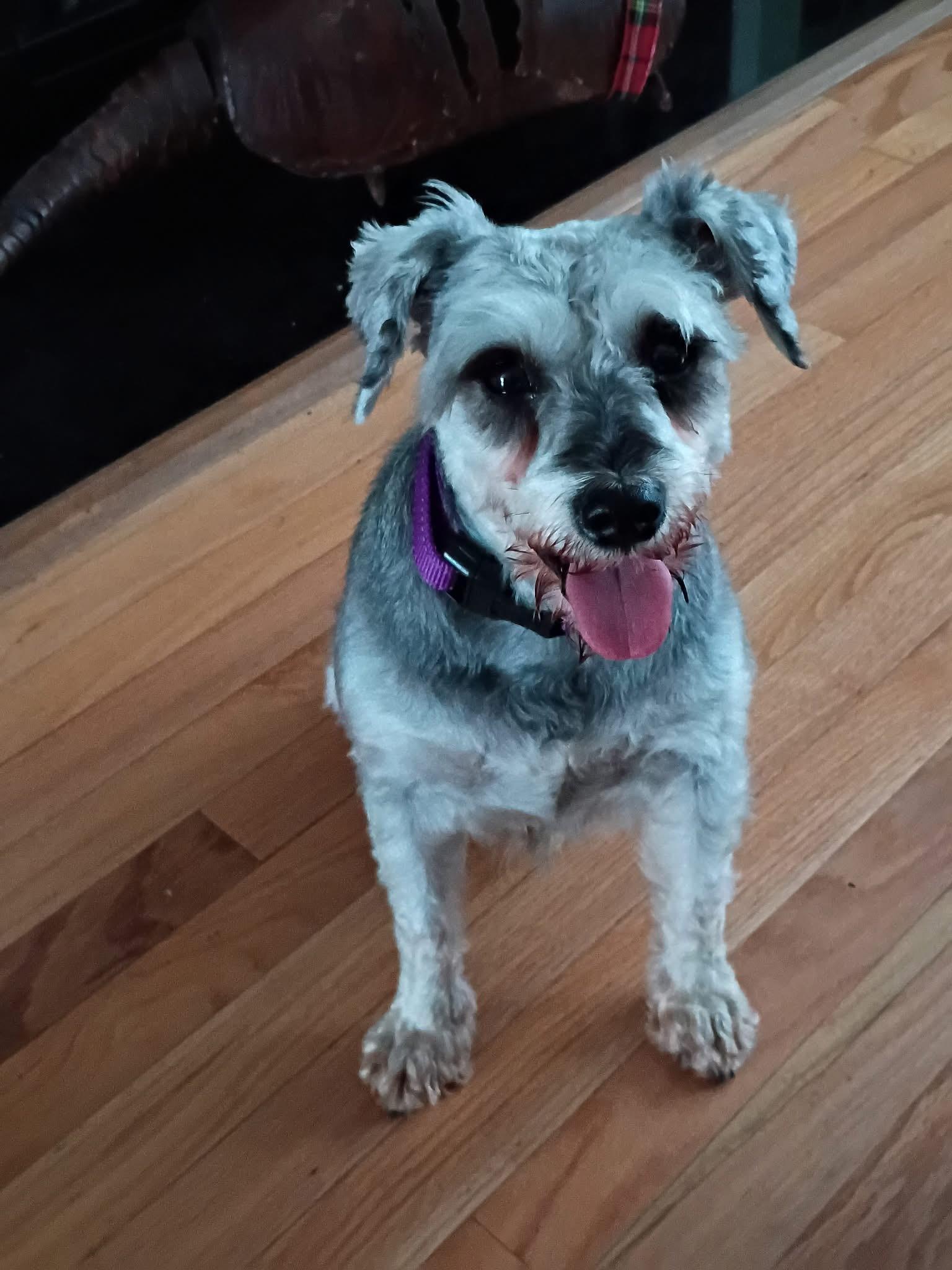 Olivia Newton-John, a ADOPTABLE Miniature Schnauzer in Norfolk, VA image 1/2