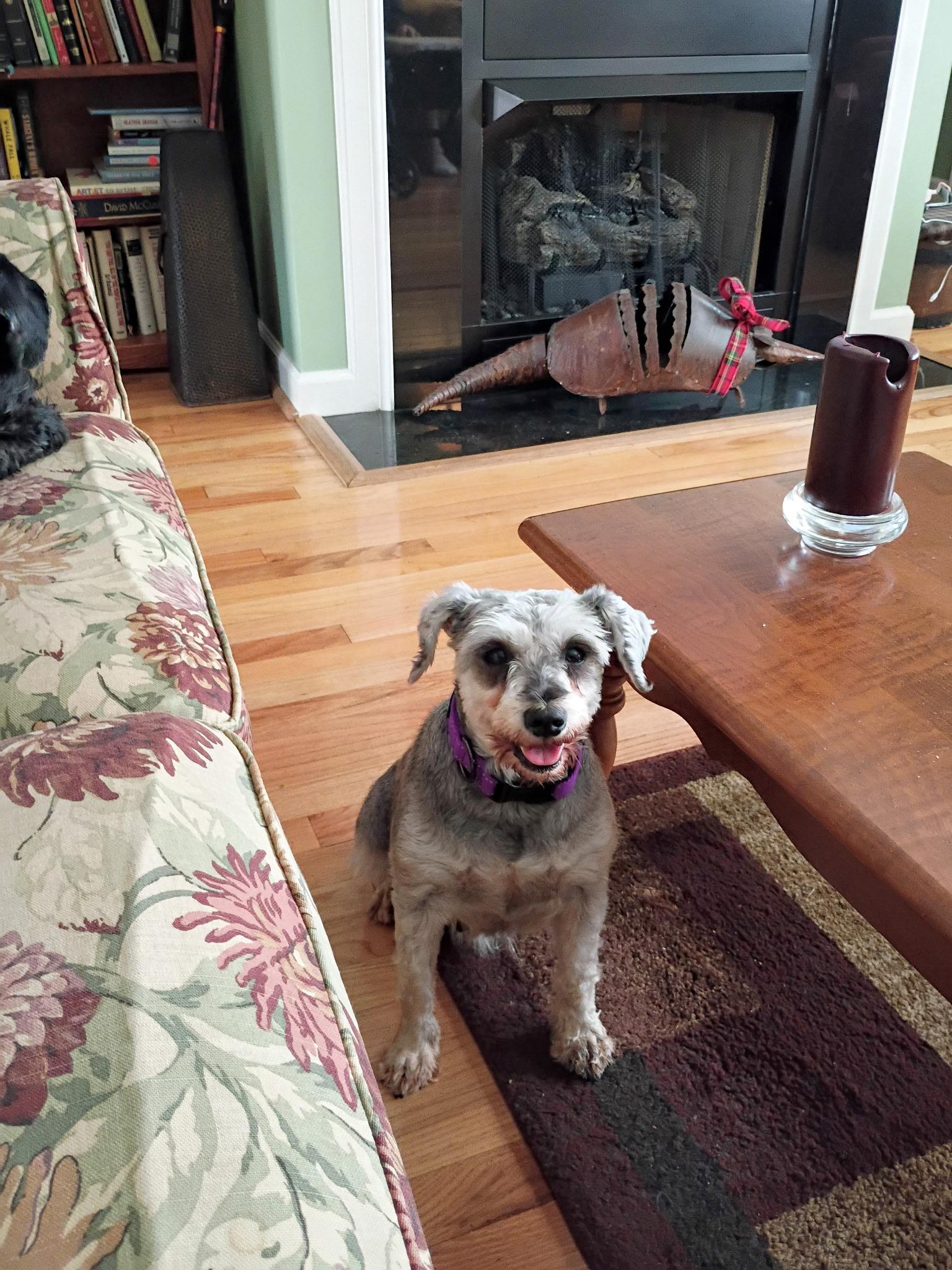 Olivia Newton-John, ADOPTABLE, Young Female Miniature Schnauzer.