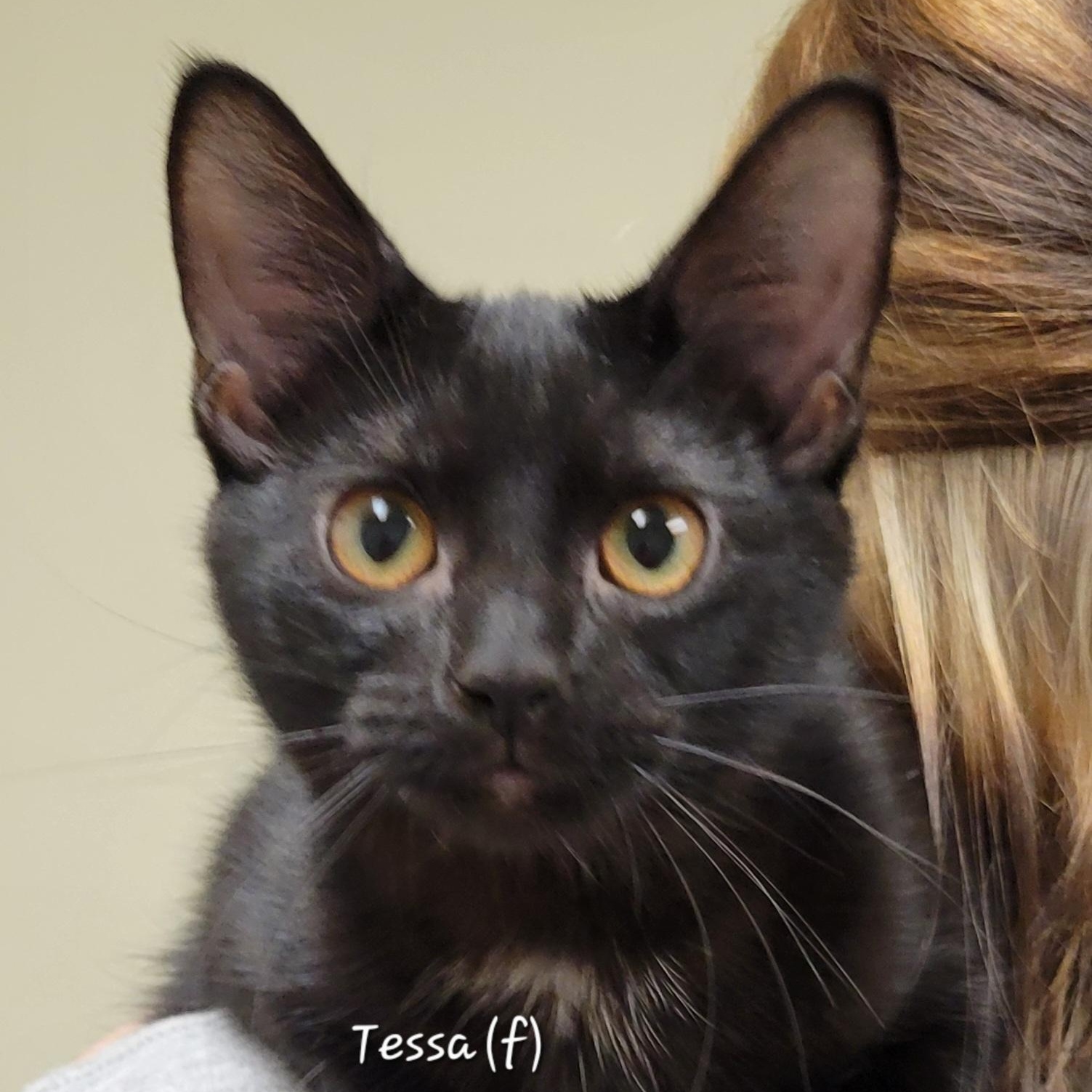 Enlarge Tessa, a Adoptable Domestic Short Hair in Mazon, IL image 1/1