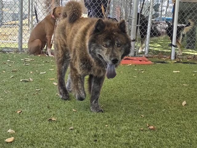 TOOZ, Adoptable, Young Male Chow Chow.