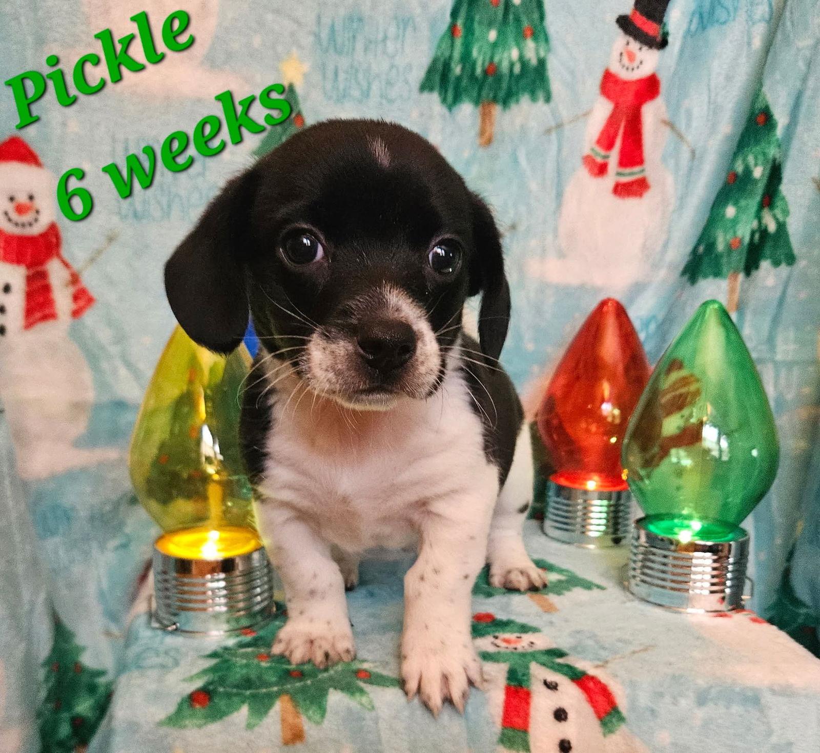 Pickles, Adoptable, Puppy Male Beagle & Chihuahua.