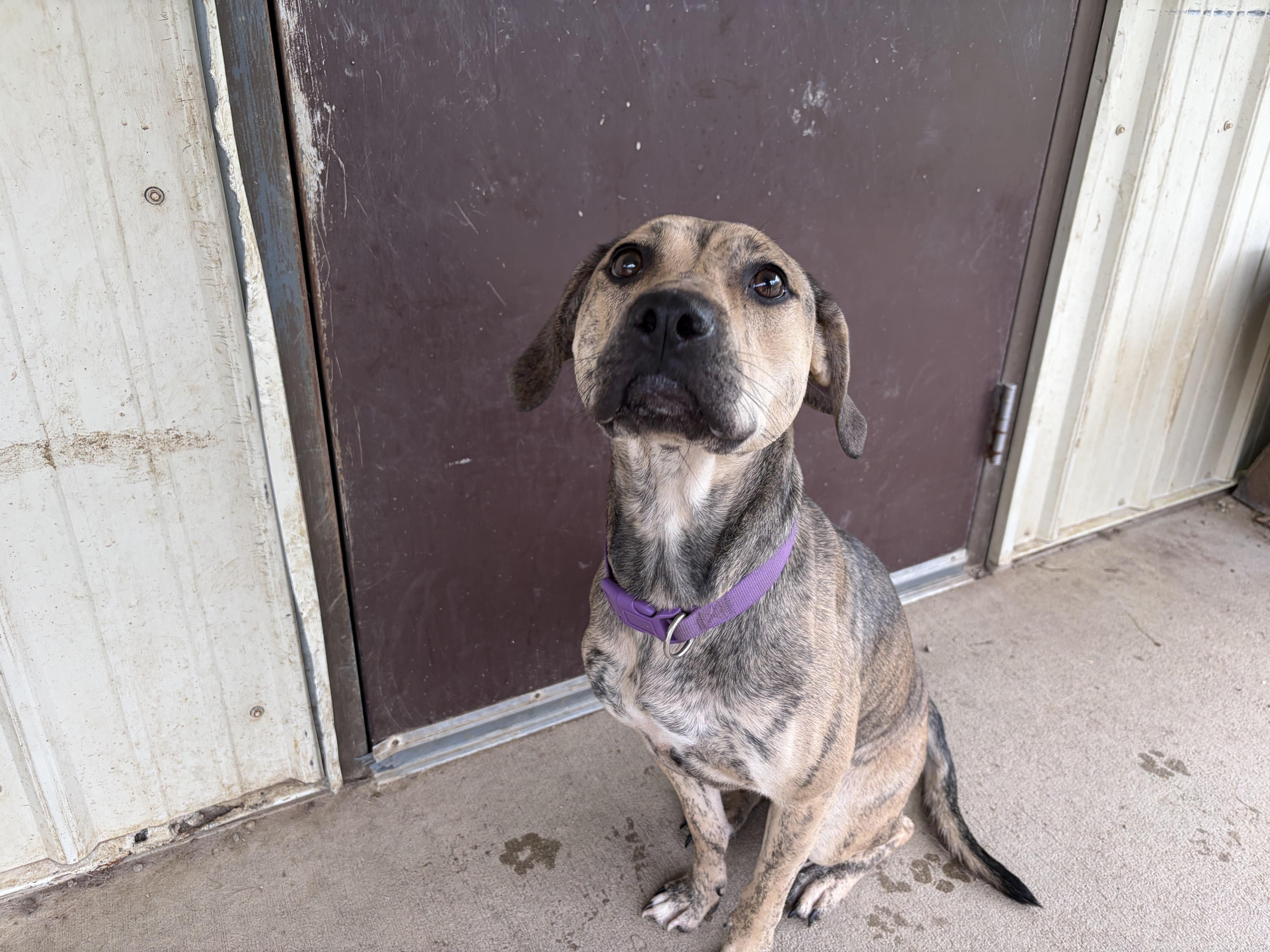 Enlarge Willow, a Adoptable mixed breed in Pomeroy, OH image 2/2