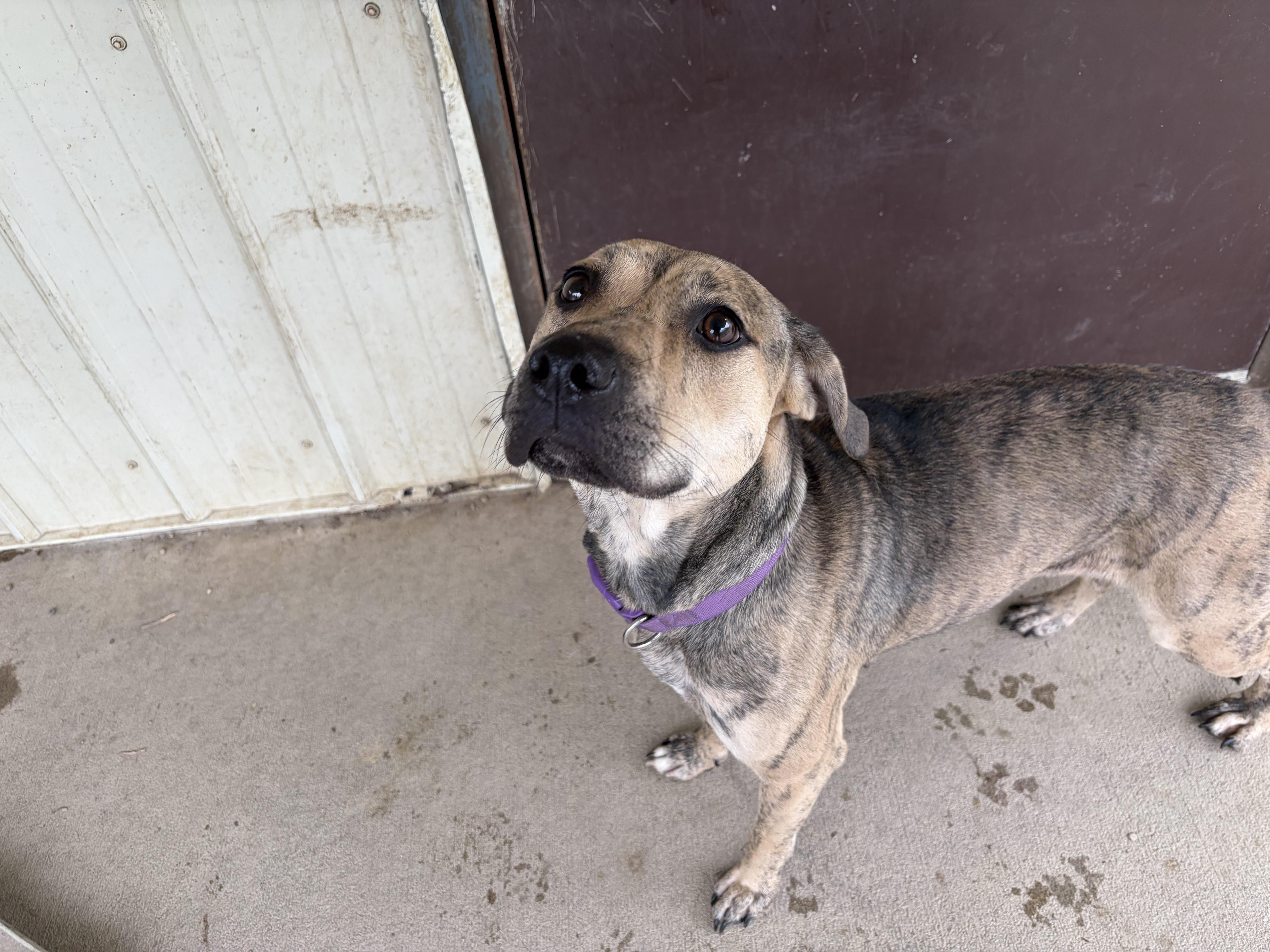 Willow, Adoptable, Adult Female Terrier.