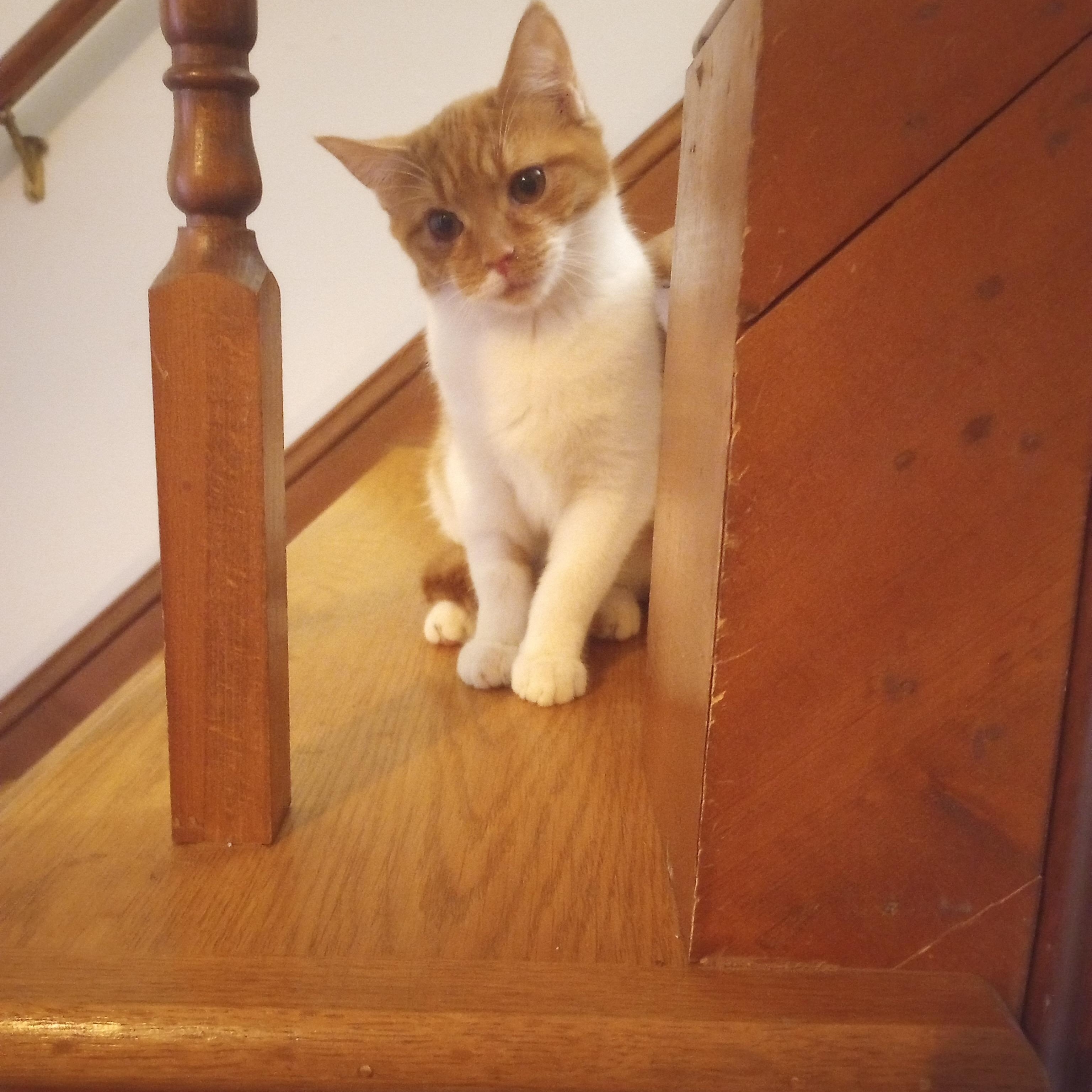 Enlarge Creamsicle, a Adoptable Domestic Short Hair in Smithfield, NC image 2/3