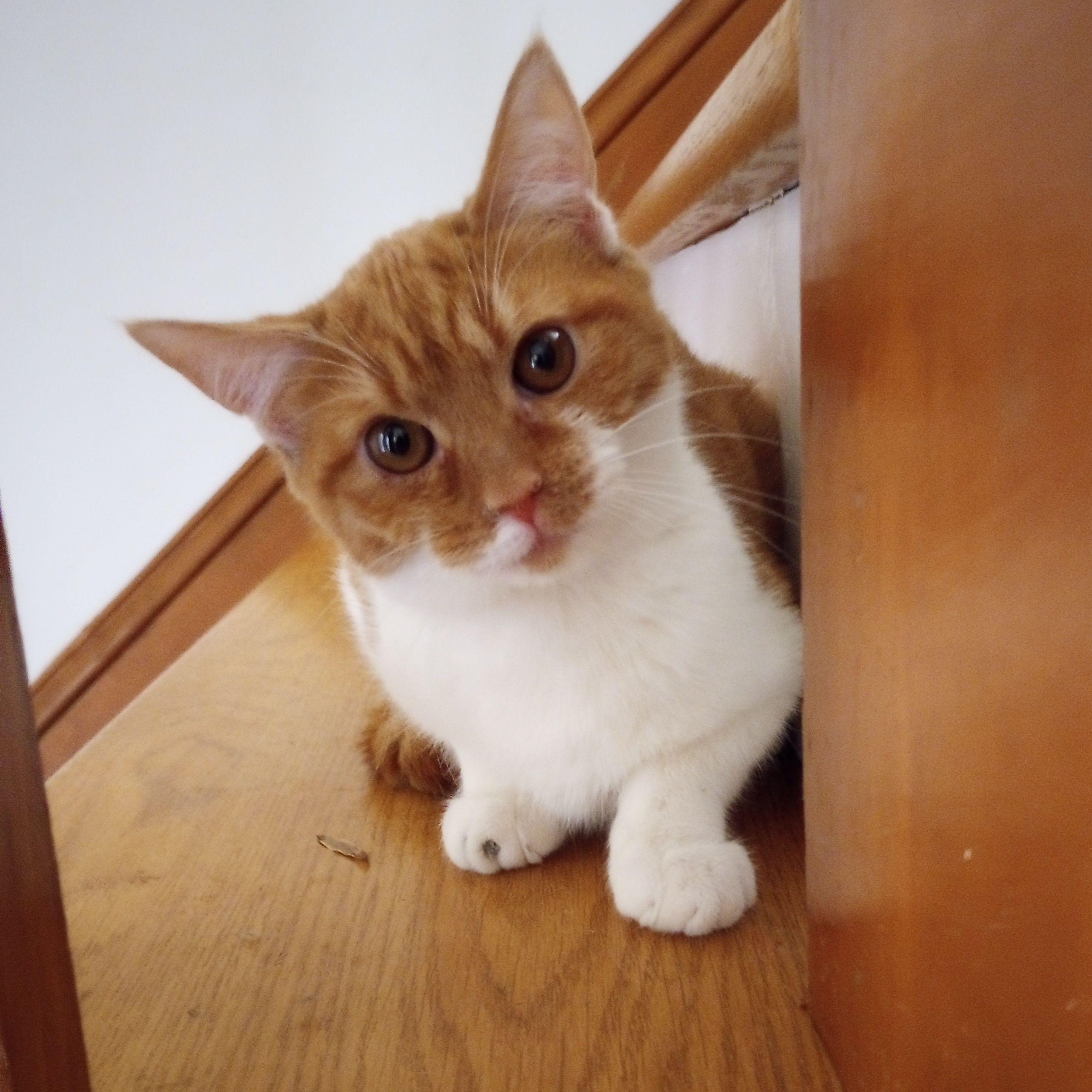 Creamsicle, Adoptable, Kitten Female Domestic Short Hair.