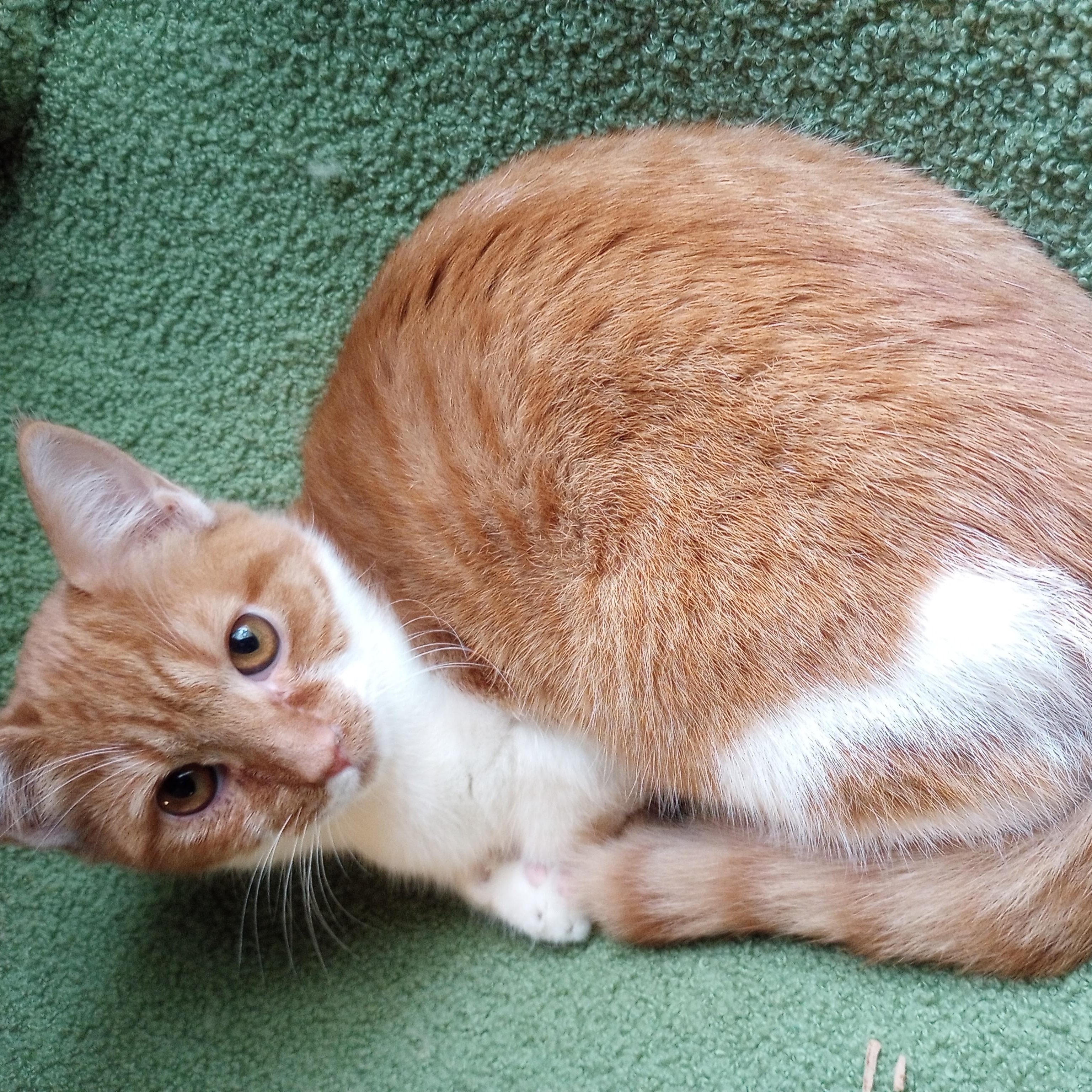 Enlarge Creamsicle, a Adoptable Domestic Short Hair in Smithfield, NC image 3/3