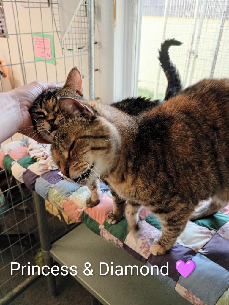 Diamond (Fee Sponsored), Adoptable, Senior Female Domestic Short Hair.