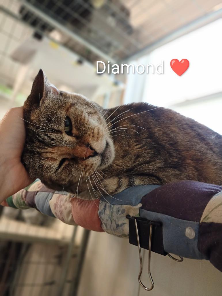 Enlarge Diamond (Fee Sponsored), a Adoptable mixed breed in Saint James, MN image 2/4
