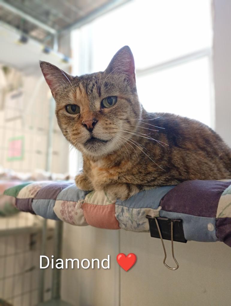 Enlarge Diamond (Fee Sponsored), a Adoptable mixed breed in Saint James, MN image 3/4