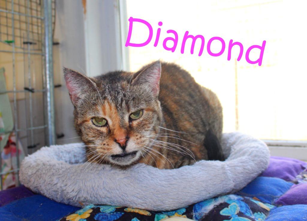 Enlarge Diamond (Fee Sponsored), a Adoptable mixed breed in Saint James, MN image 4/5