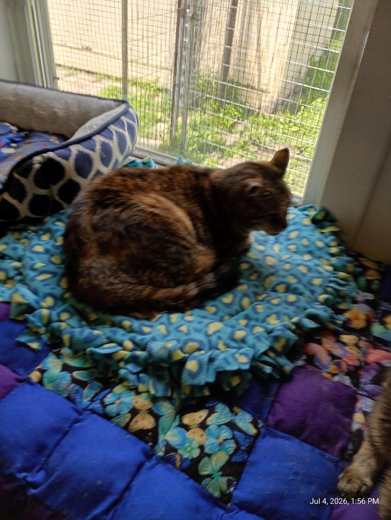 Diamond, Adoptable, Senior Female Domestic Short Hair.