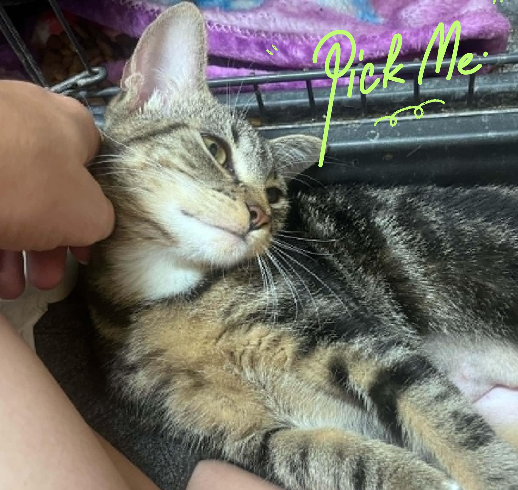 Jemma & Jewel, a ADOPTABLE Domestic Short Hair in Orlando, FL image 5/6