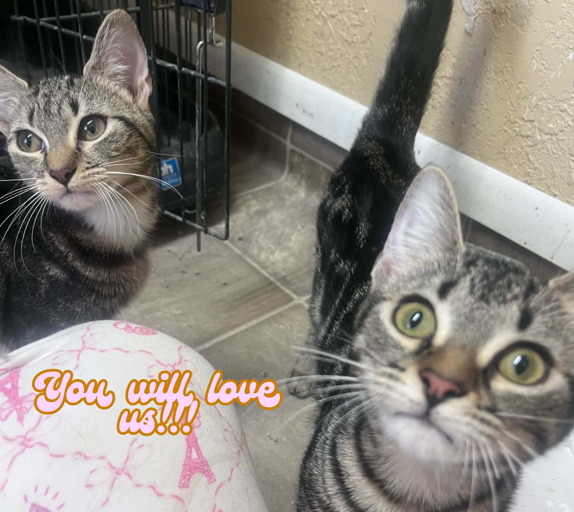 Jemma & Jewel, ADOPTABLE, Kitten Female Domestic Short Hair.