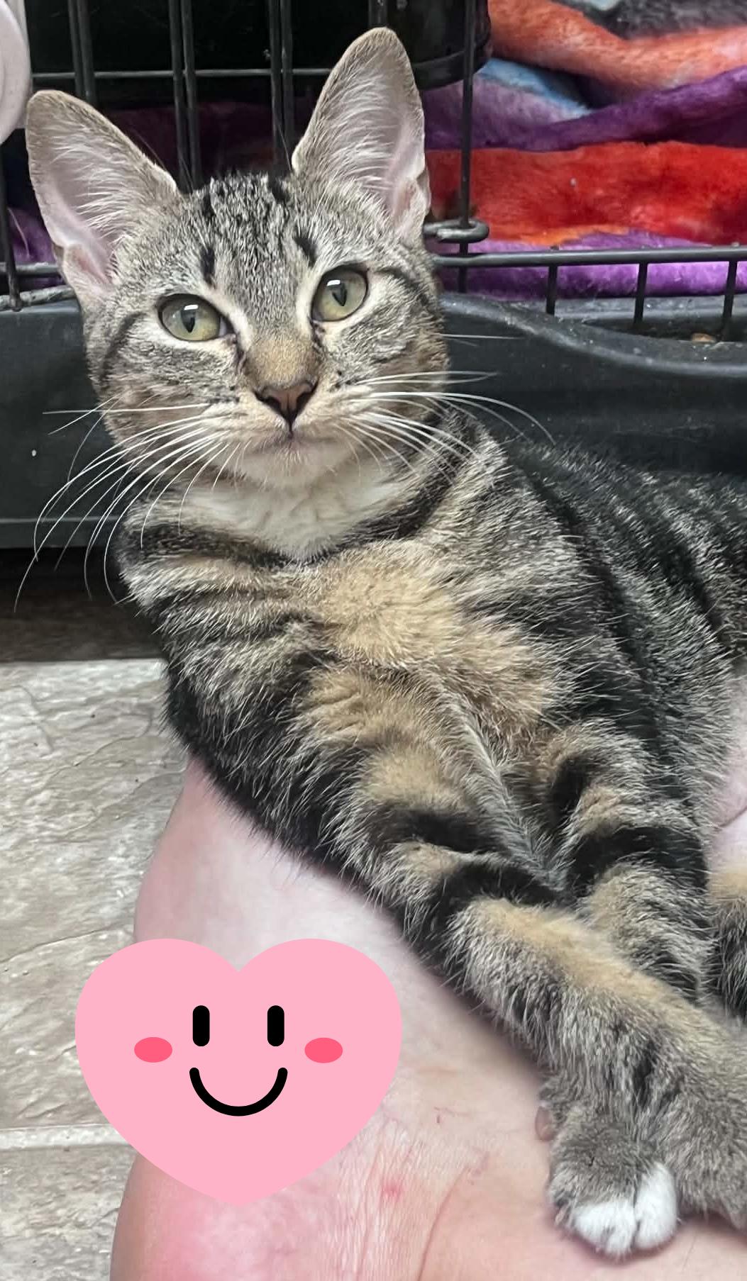 Jemma & Jewel, a ADOPTABLE Domestic Short Hair in Orlando, FL image 2/6