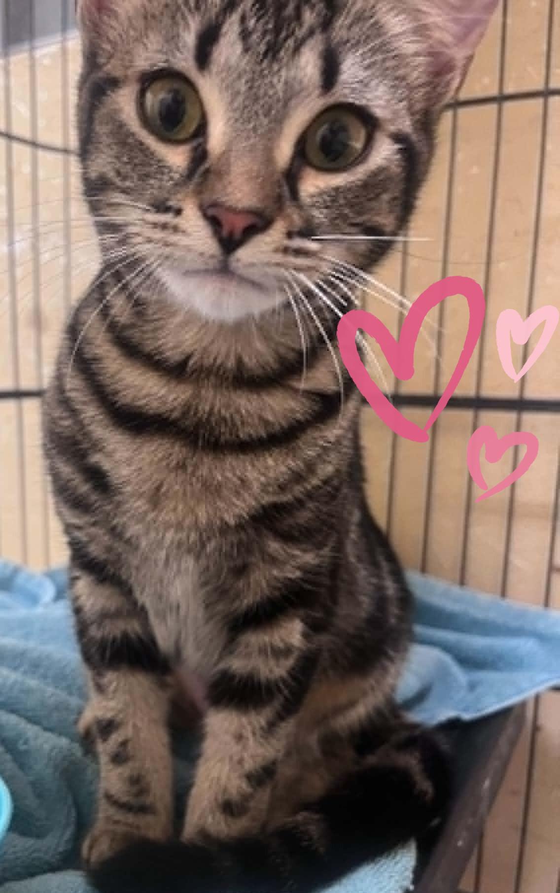 Jemma & Jewel, a ADOPTABLE Domestic Short Hair in Orlando, FL image 3/6