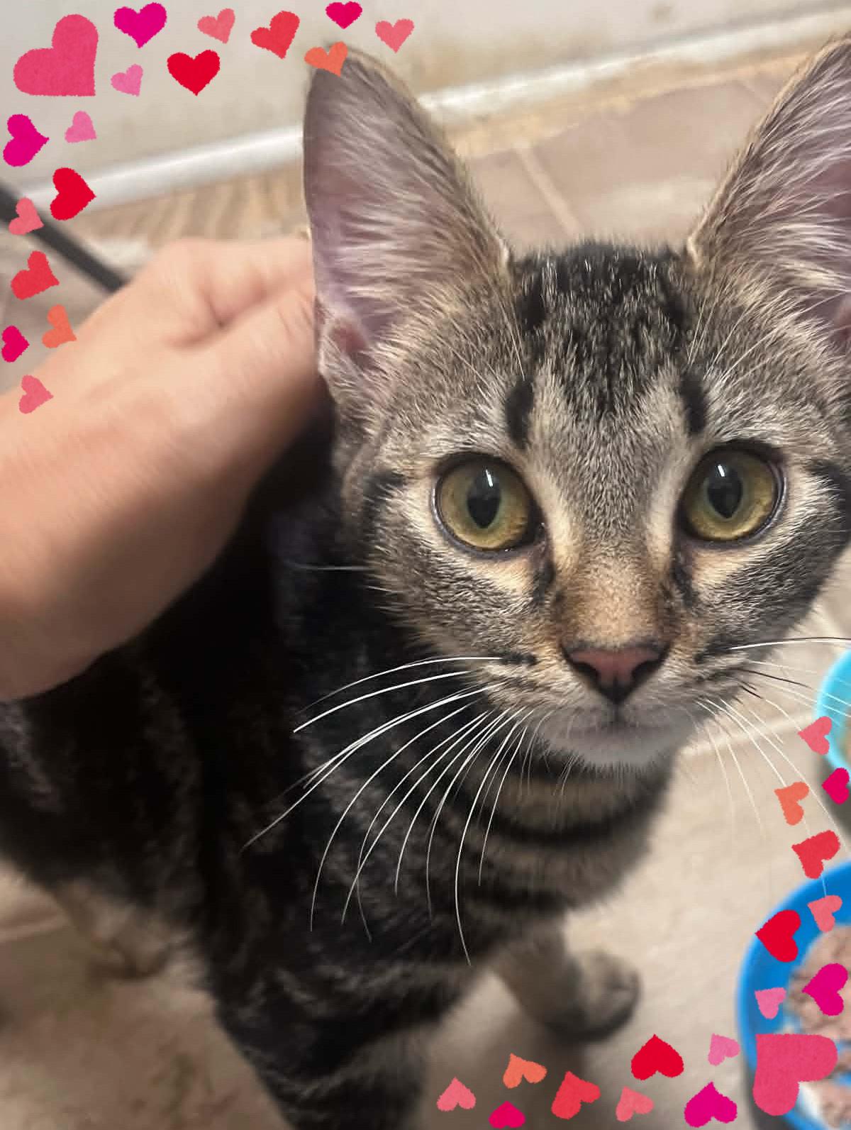 Jemma & Jewel, a ADOPTABLE Domestic Short Hair in Orlando, FL image 6/6