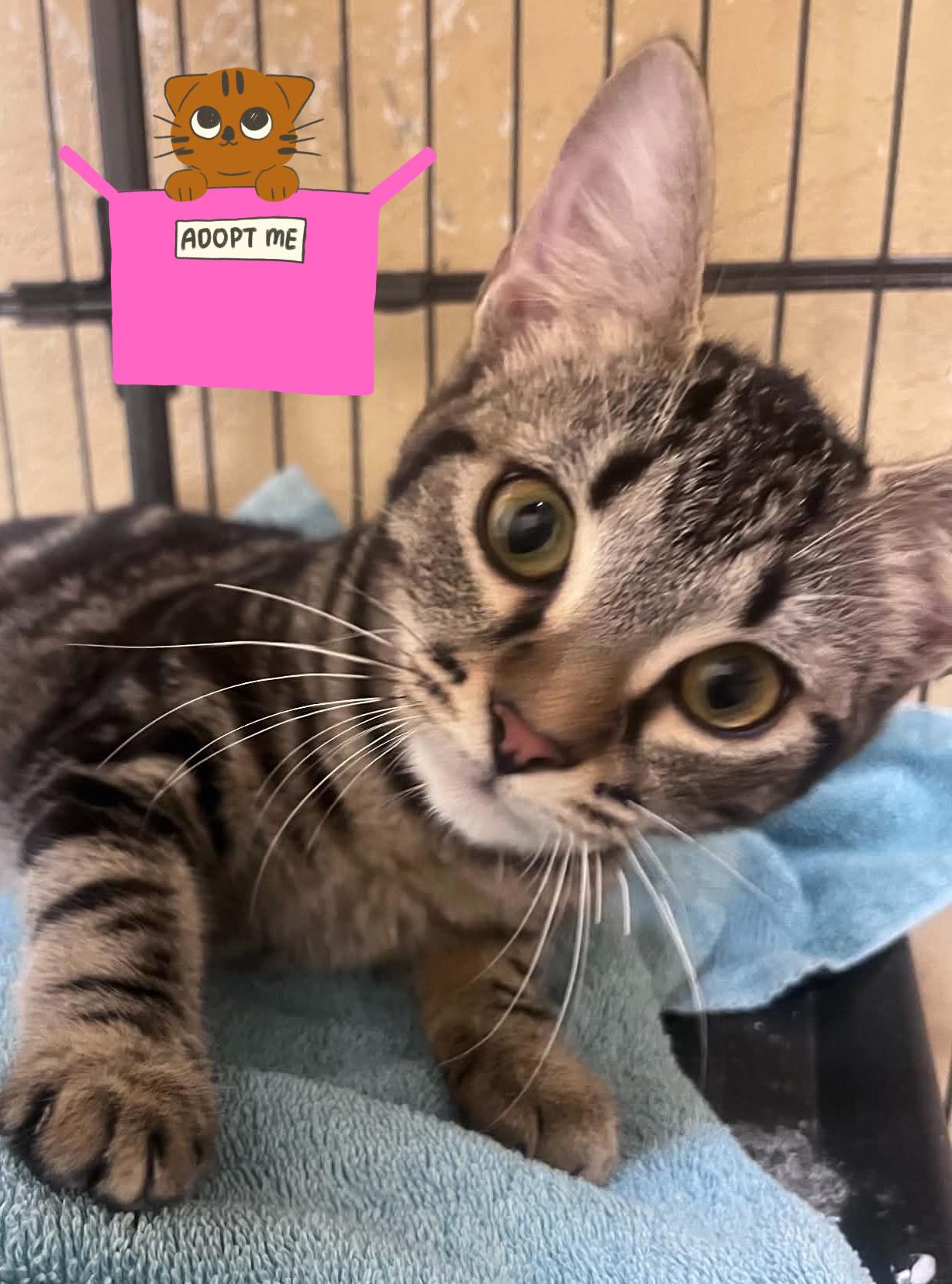 Jemma & Jewel, a ADOPTABLE Domestic Short Hair in Orlando, FL image 4/6