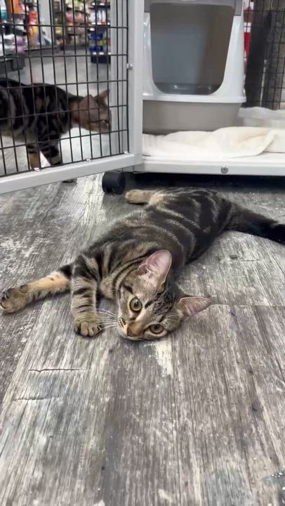 Enlarge Jemma & Jewel, an adopted Domestic Short Hair in Orlando, FL video 6/6