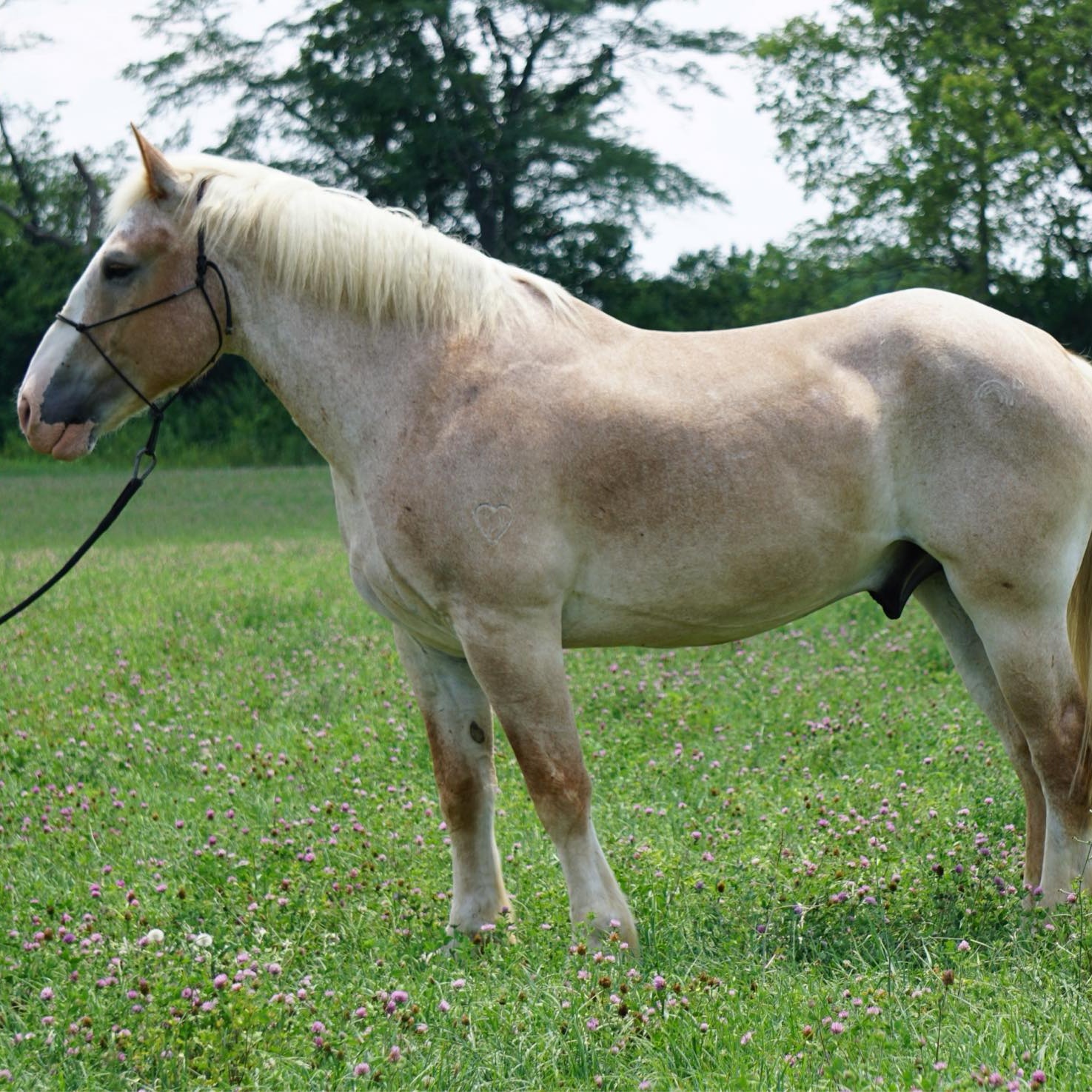 Enlarge Sven - MUST have signifiant experience with drafts, an adoptable Belgian in Huntington, WV image 4/6