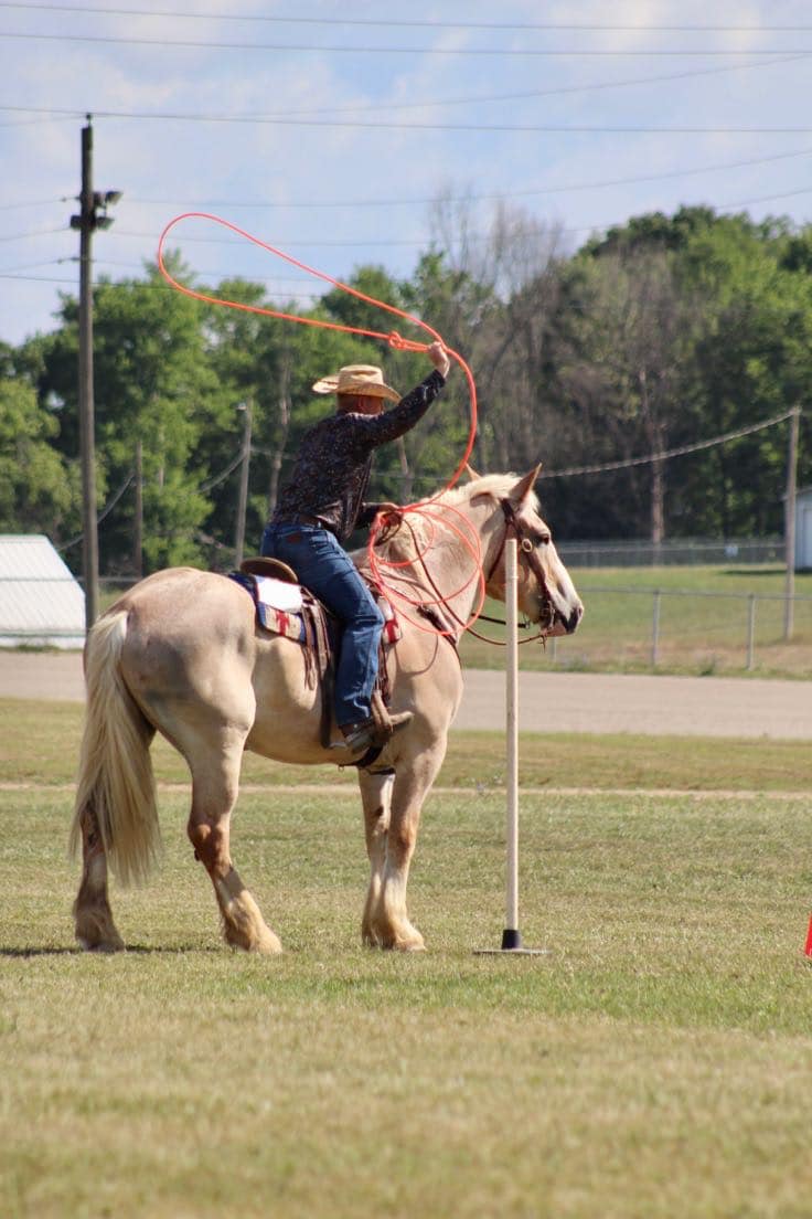 Enlarge Sven - MUST have signifiant experience with drafts, an adoptable Belgian in Huntington, WV image 6/6