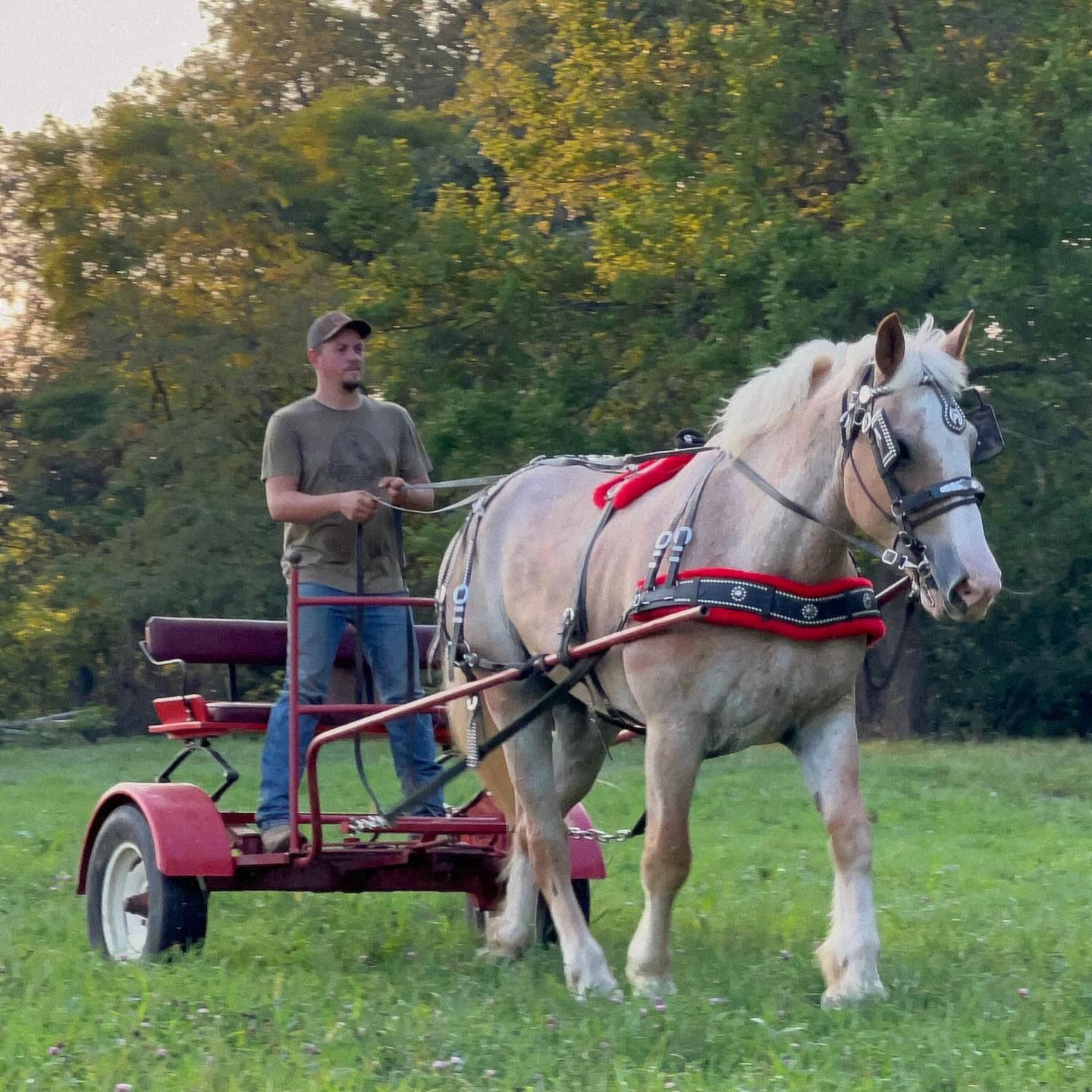 Sven - MUST have signifiant experience with drafts, adoptable, Adult Male Belgian.