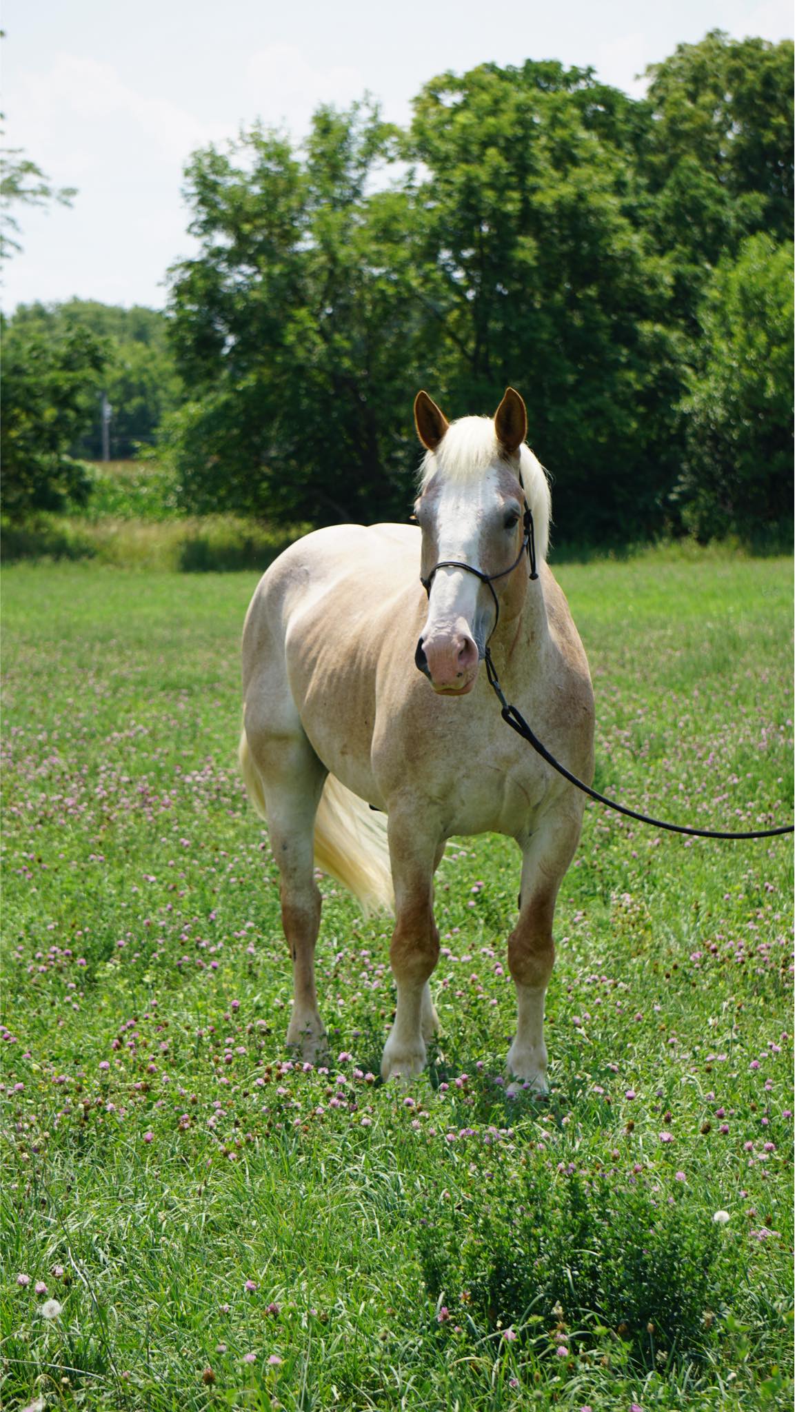 Enlarge Sven - MUST have signifiant experience with drafts, an adoptable Belgian in Huntington, WV image 5/6