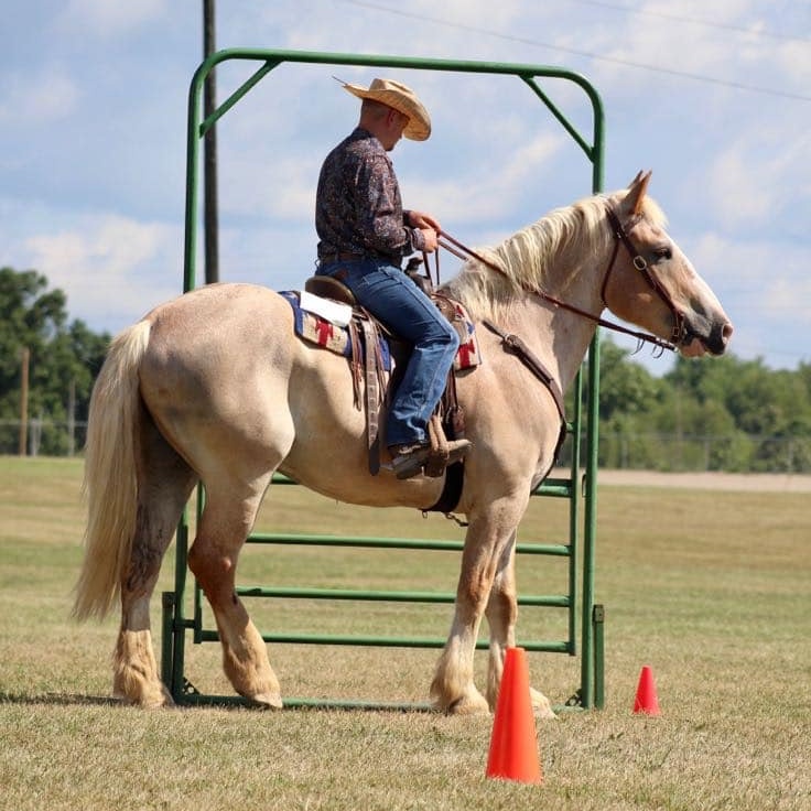 Enlarge Sven - MUST have signifiant experience with drafts, an adoptable Belgian in Huntington, WV image 2/6