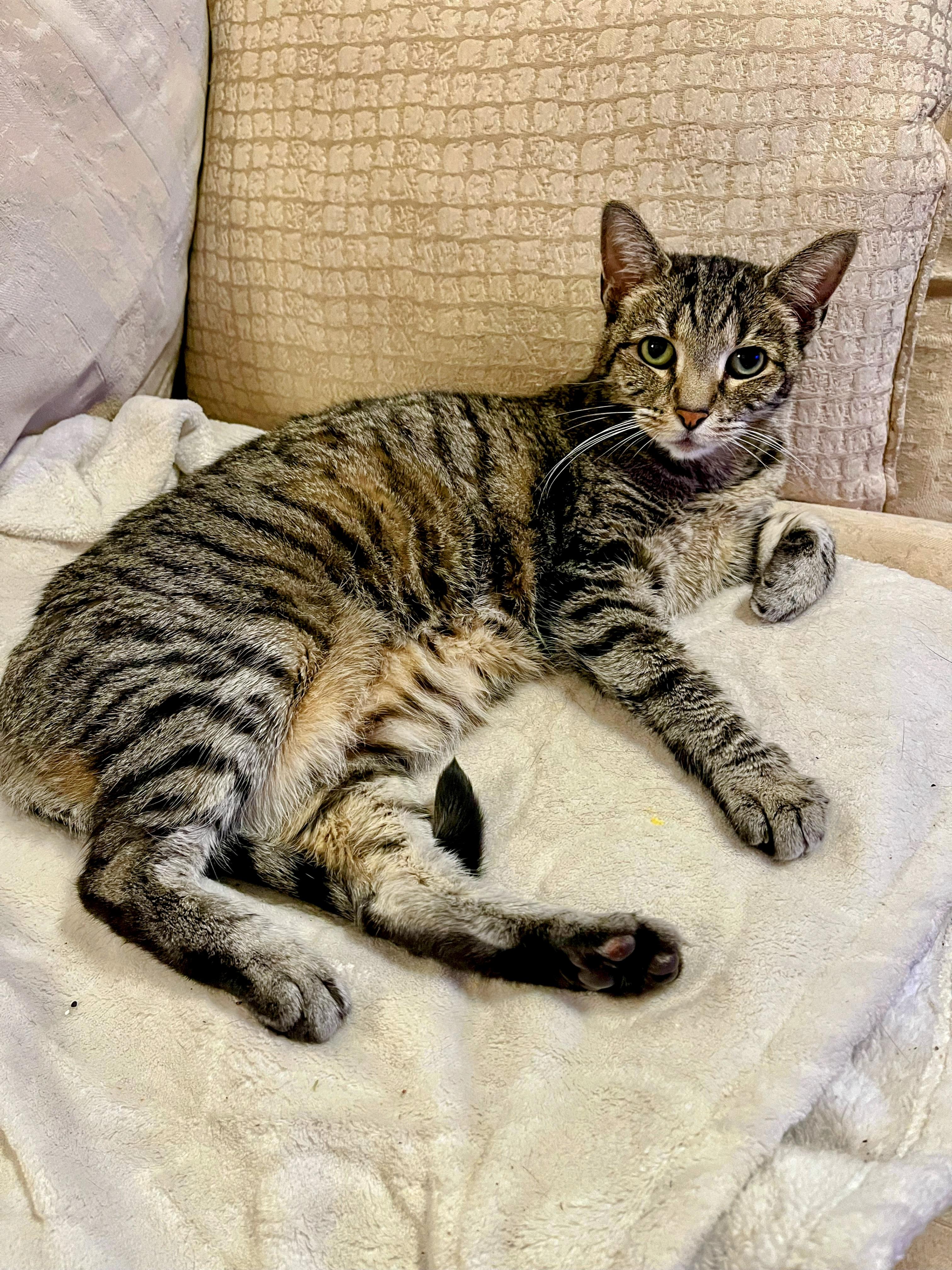 Vivian, Adoptable, Senior Female Domestic Short Hair & Tabby.