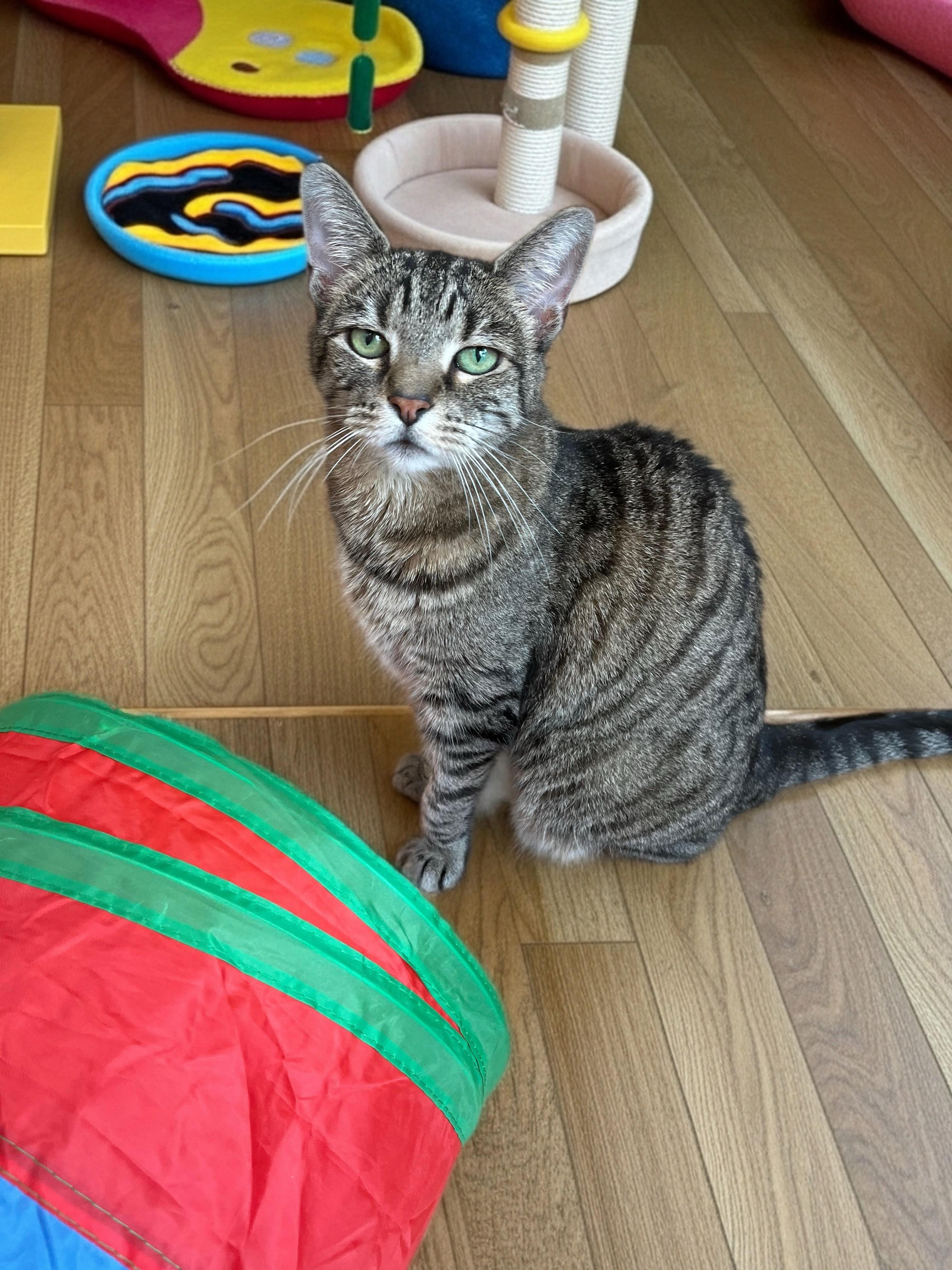 Vivian, Adoptable, Senior Female Domestic Short Hair & Tabby.
