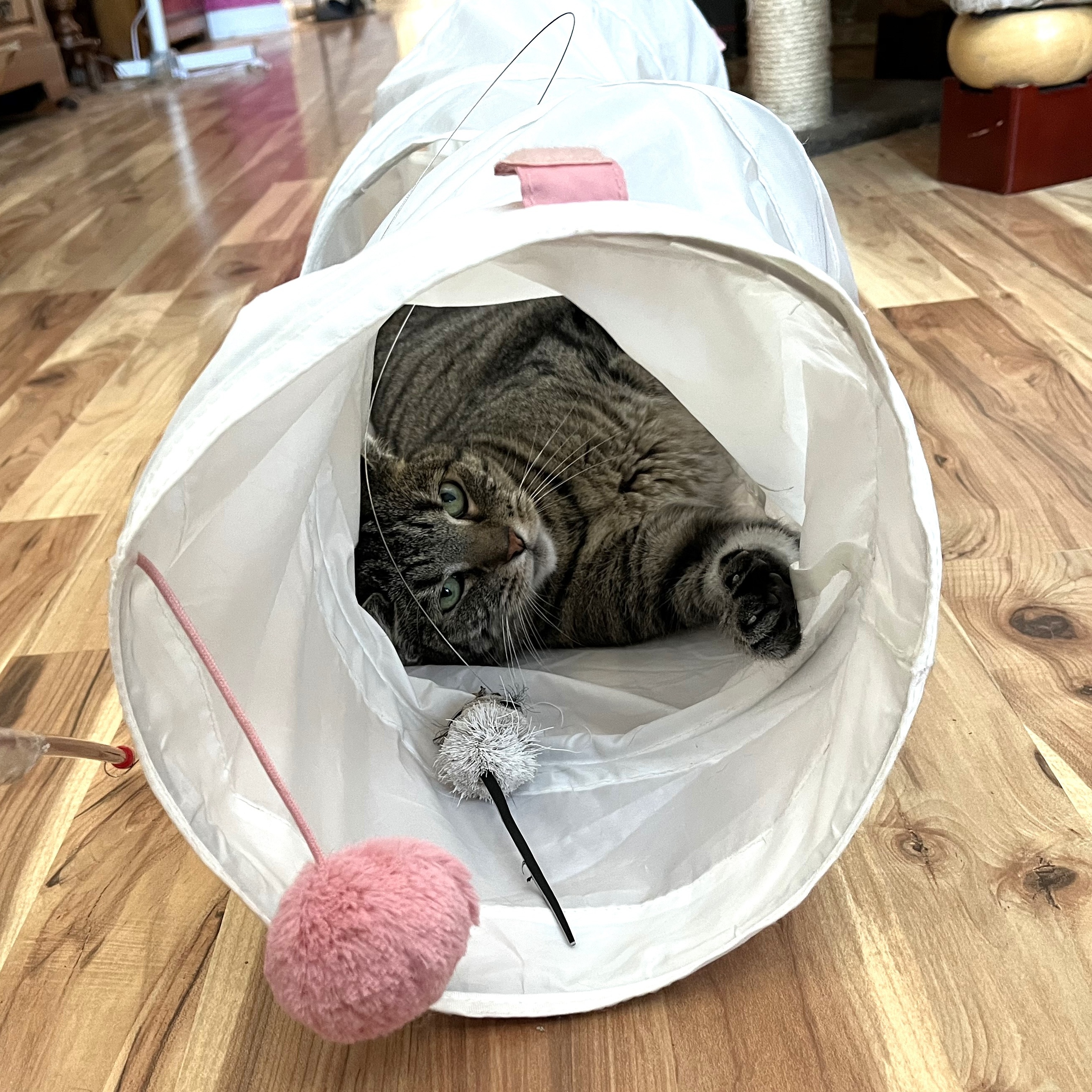 Enlarge Vivian, a Adoptable mixed breed in Apex, NC image 5/6