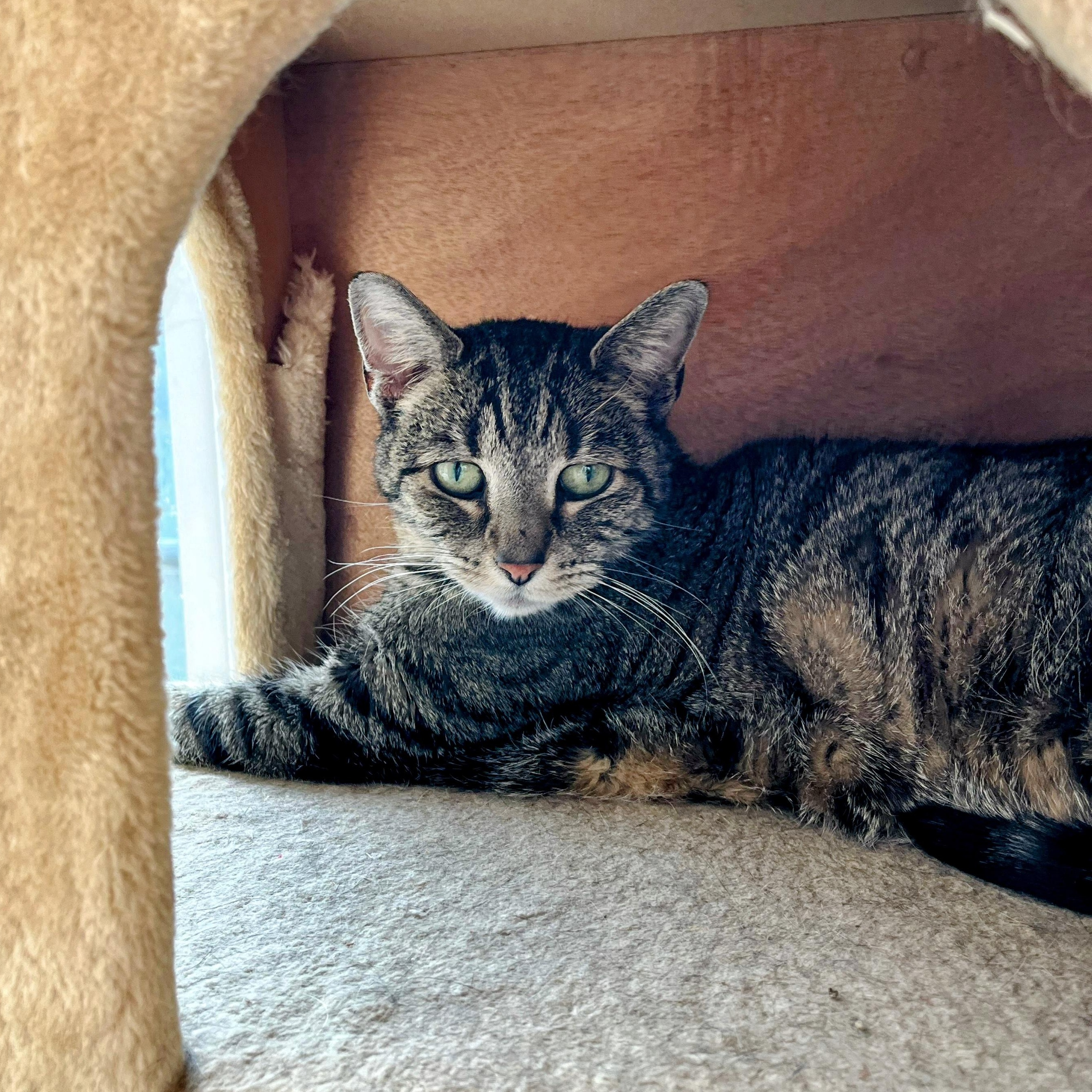 Enlarge Vivian, a Adoptable mixed breed in Apex, NC image 2/6