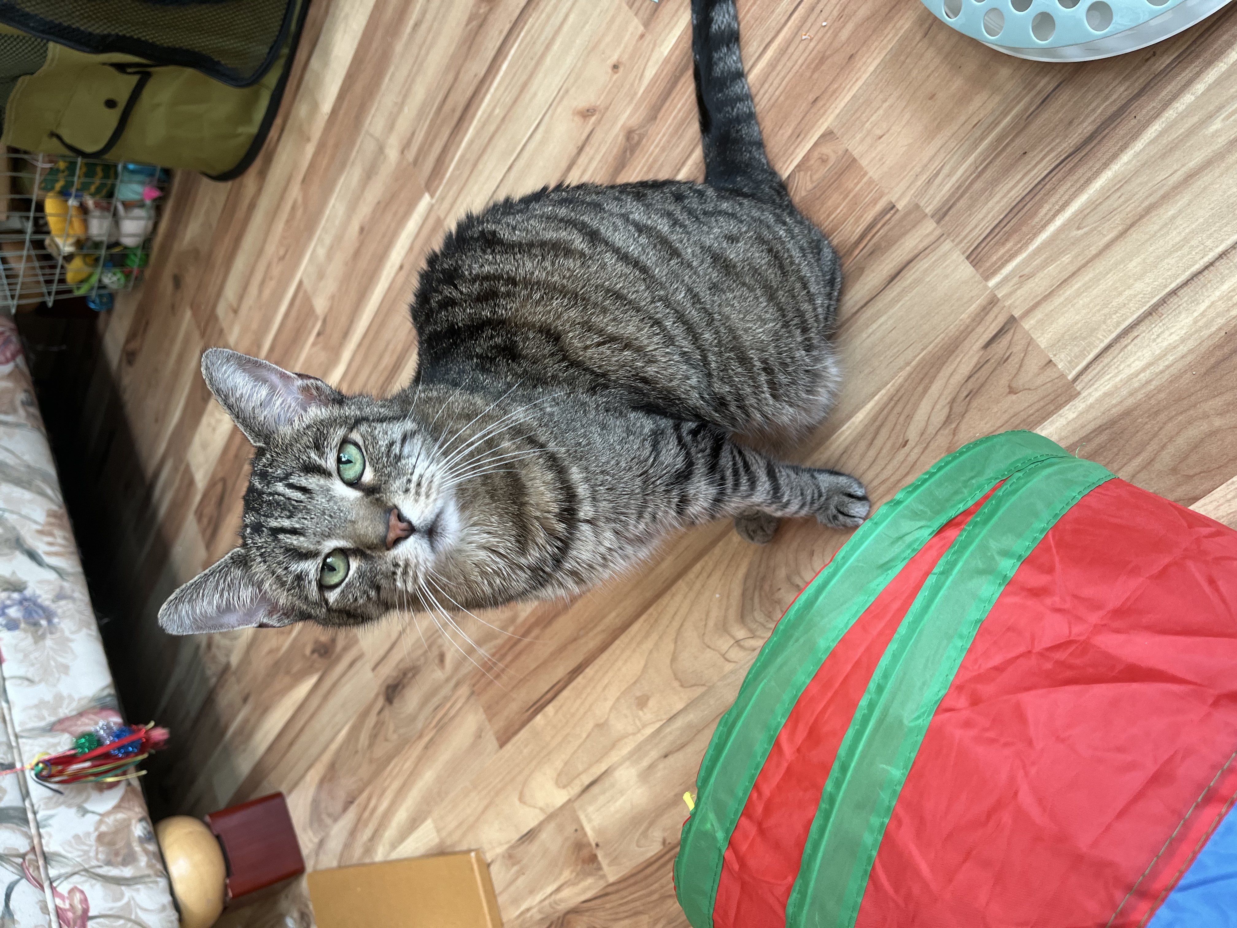 Enlarge Vivian, a Adoptable mixed breed in Apex, NC image 3/6