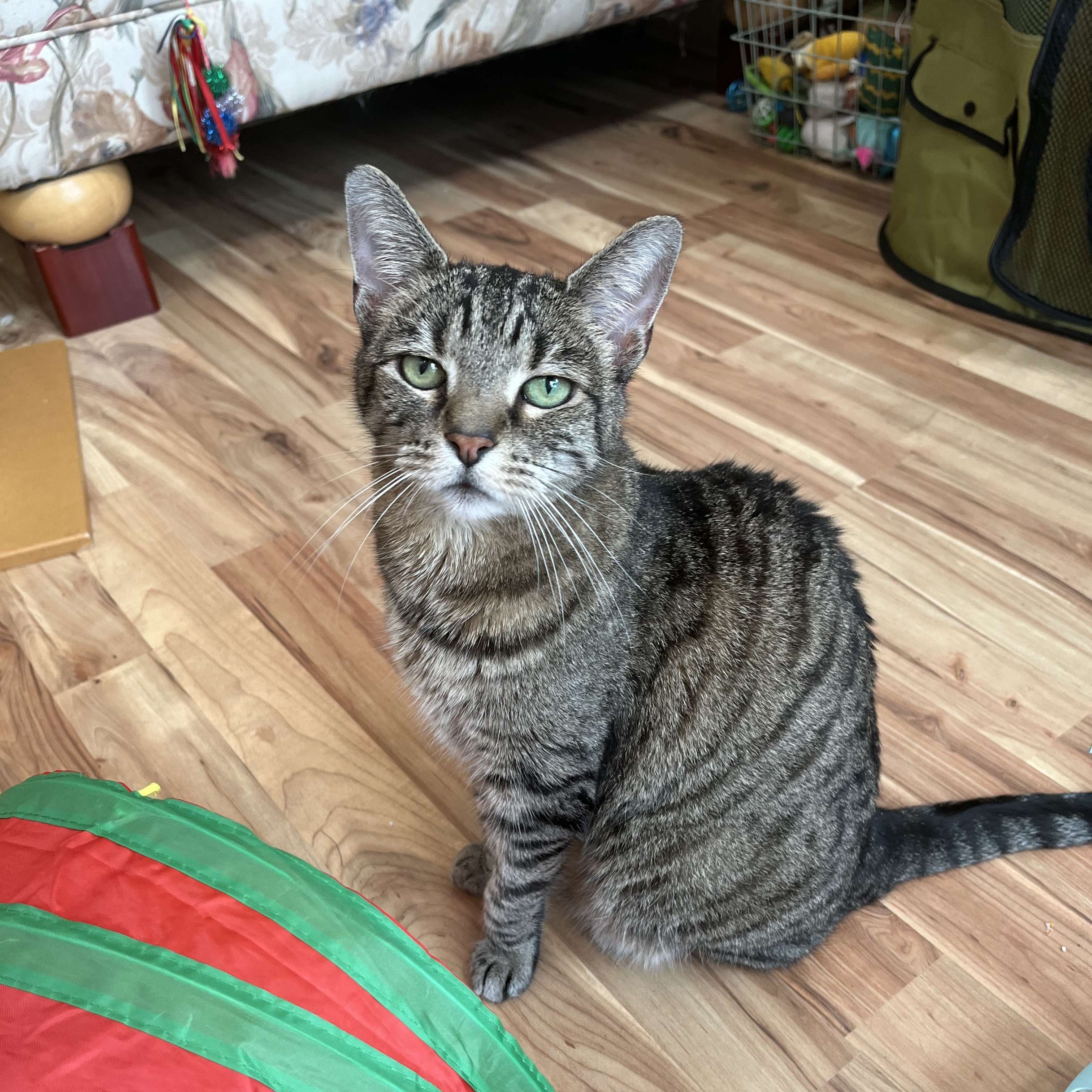 Enlarge Vivian, a Adoptable mixed breed in Apex, NC image 3/6