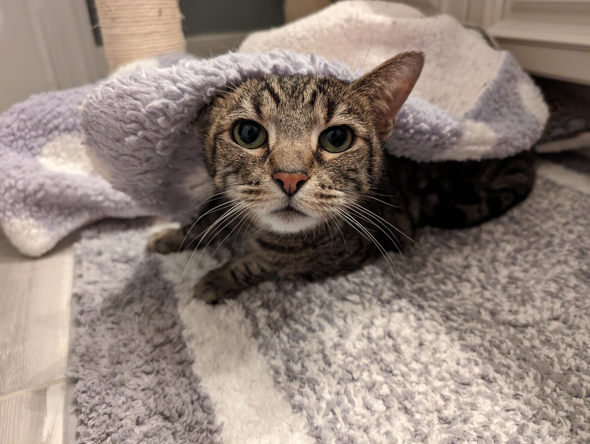 Enlarge Vivian, a Adoptable mixed breed in Apex, NC image 4/6