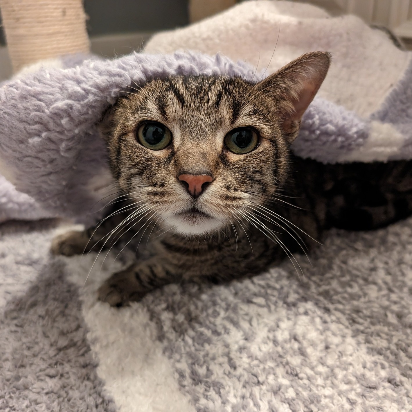 Enlarge Vivian, a Adoptable mixed breed in Apex, NC image 4/6