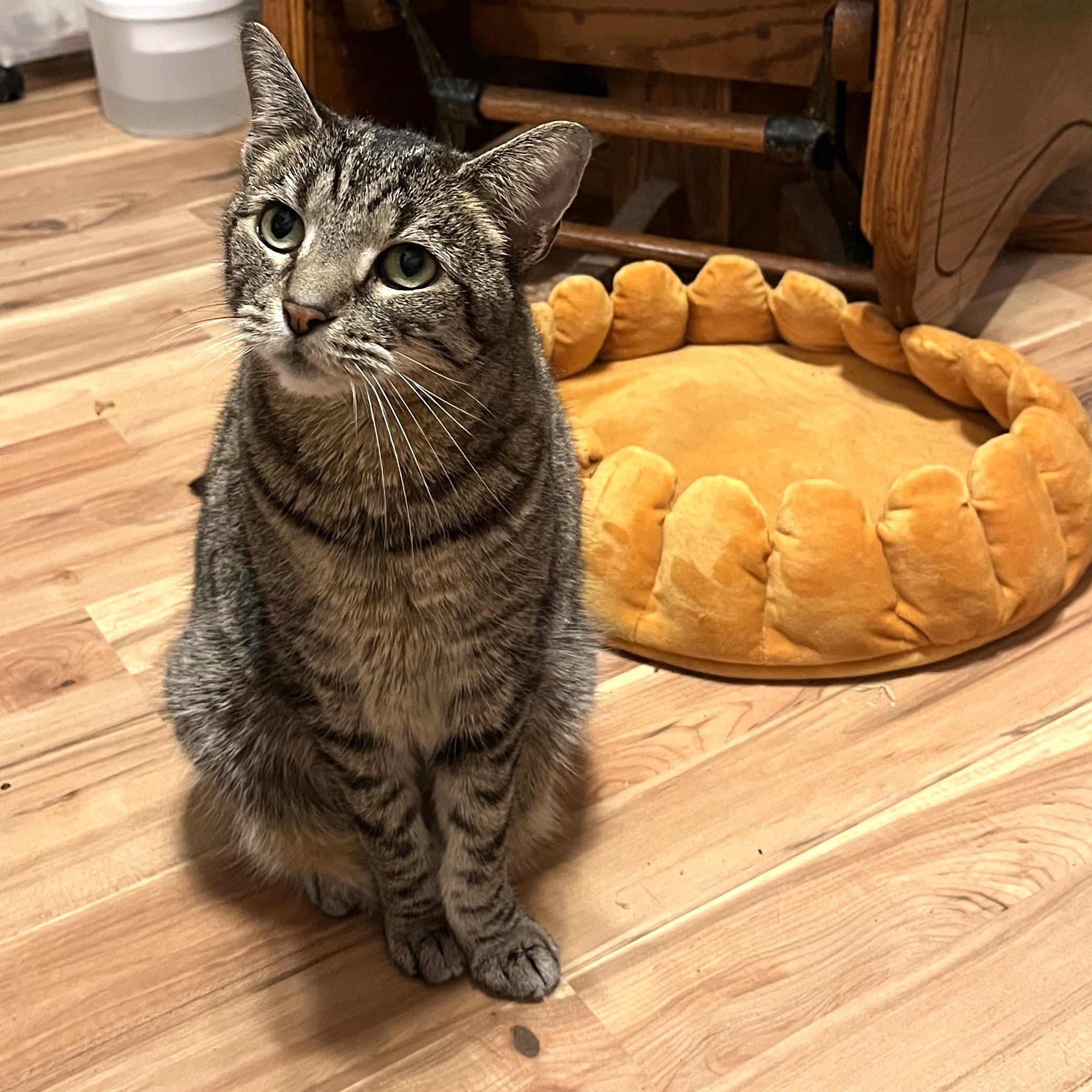 Enlarge Vivian, a Adoptable mixed breed in Apex, NC image 6/6