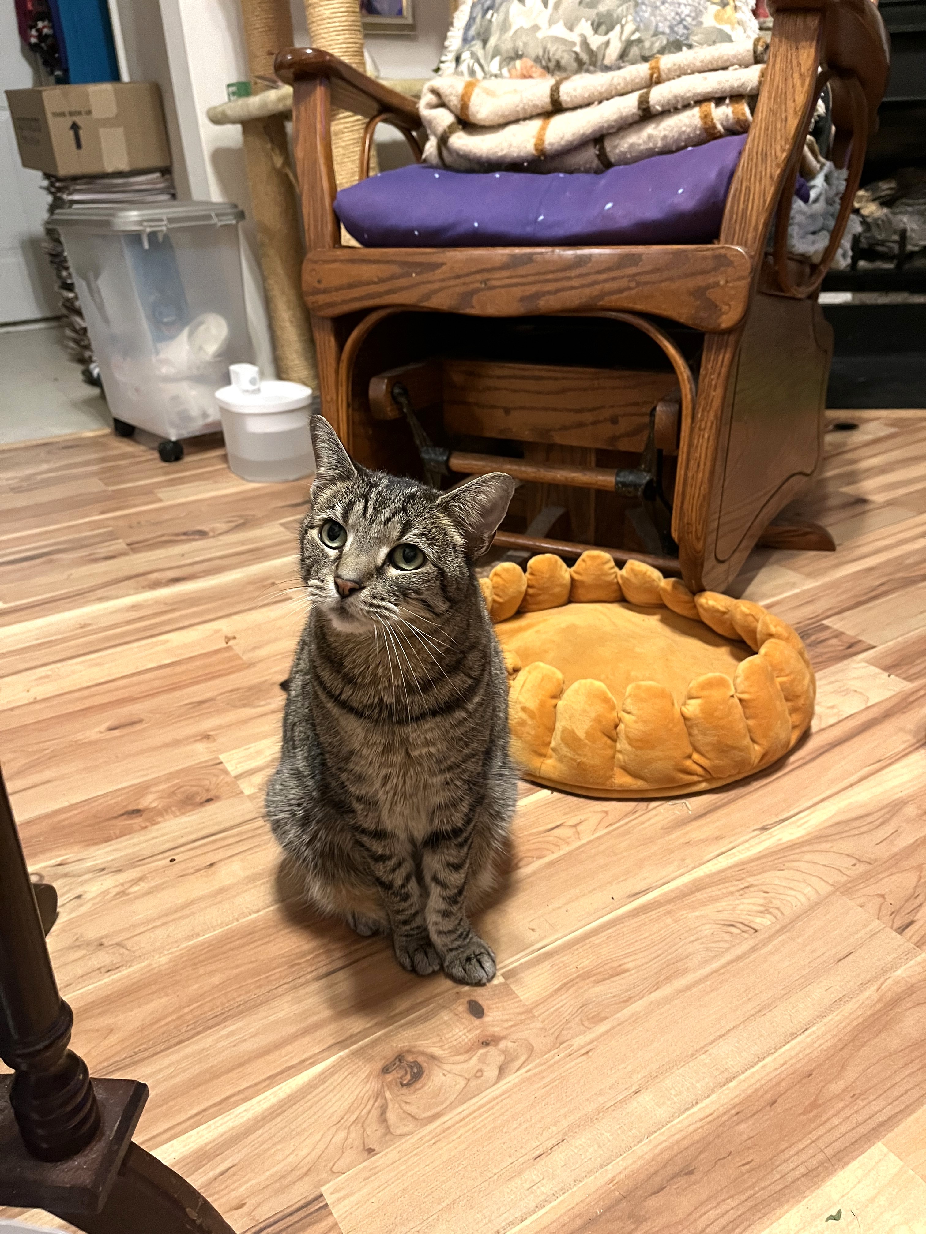 Enlarge Vivian, a Adoptable mixed breed in Apex, NC image 6/6