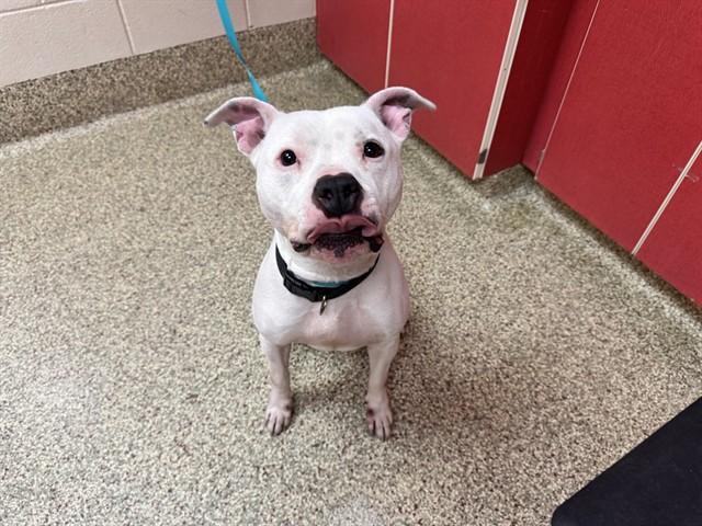 TAGALONG, Adoptable, Adult Male Pit Bull Terrier & Mixed Breed.
