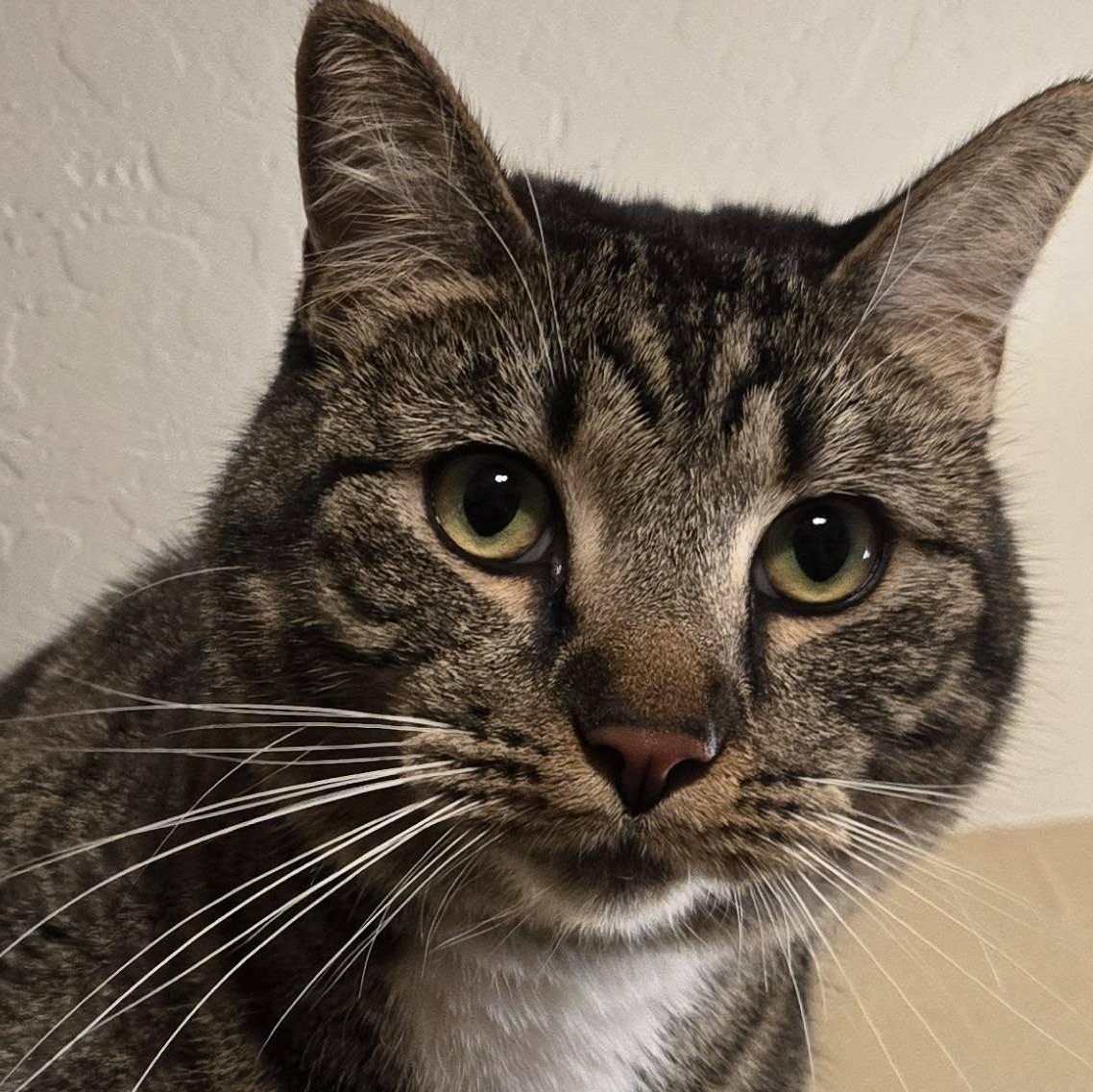 Enlarge Totoro, a ADOPTABLE Domestic Short Hair in Queen Creek, AZ image 1/4